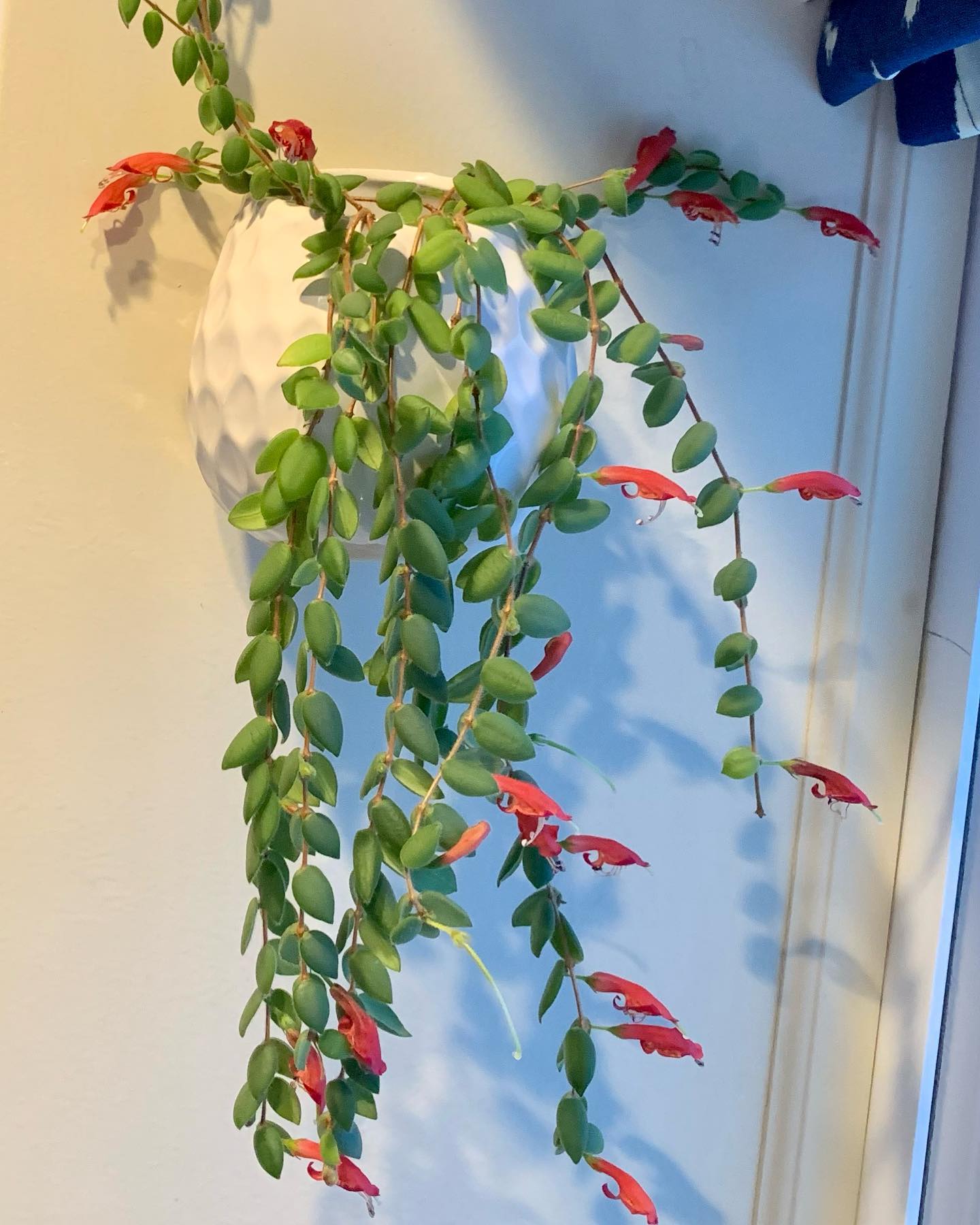 Lipstick Plant (Aeschynanthus radicans)