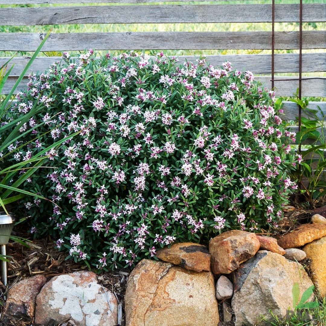 Daphne (Daphne spp.)
