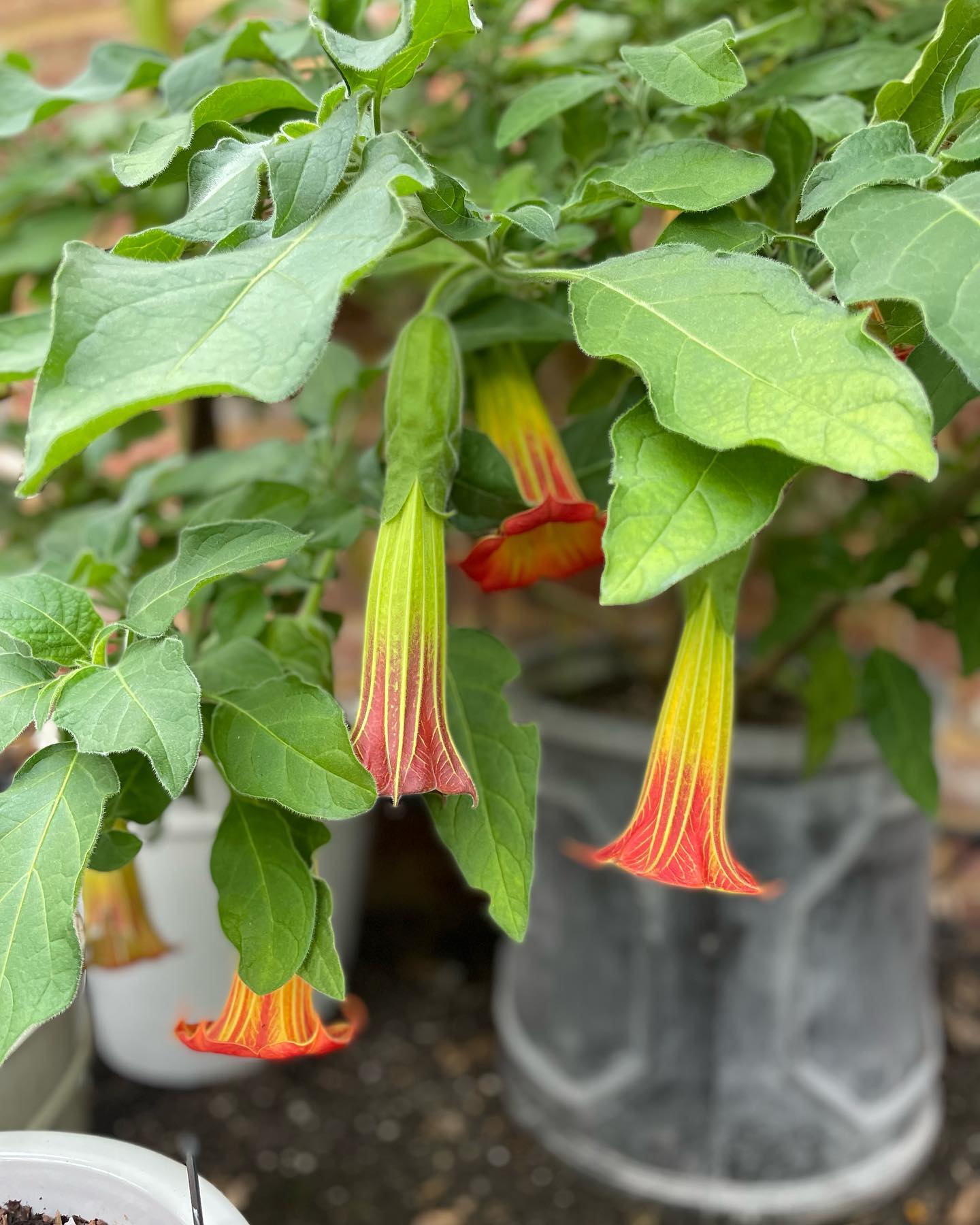 Angel's Trumpet (Brugmansia spp.)