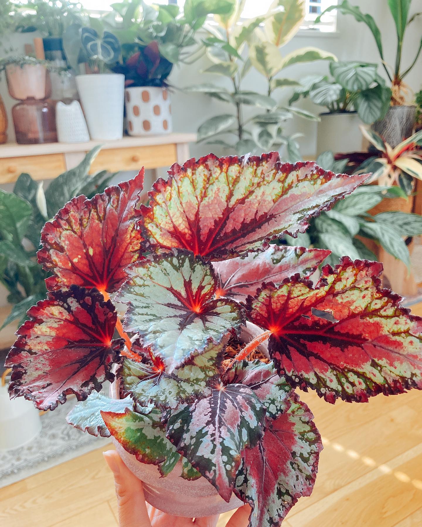 Rex Begonia