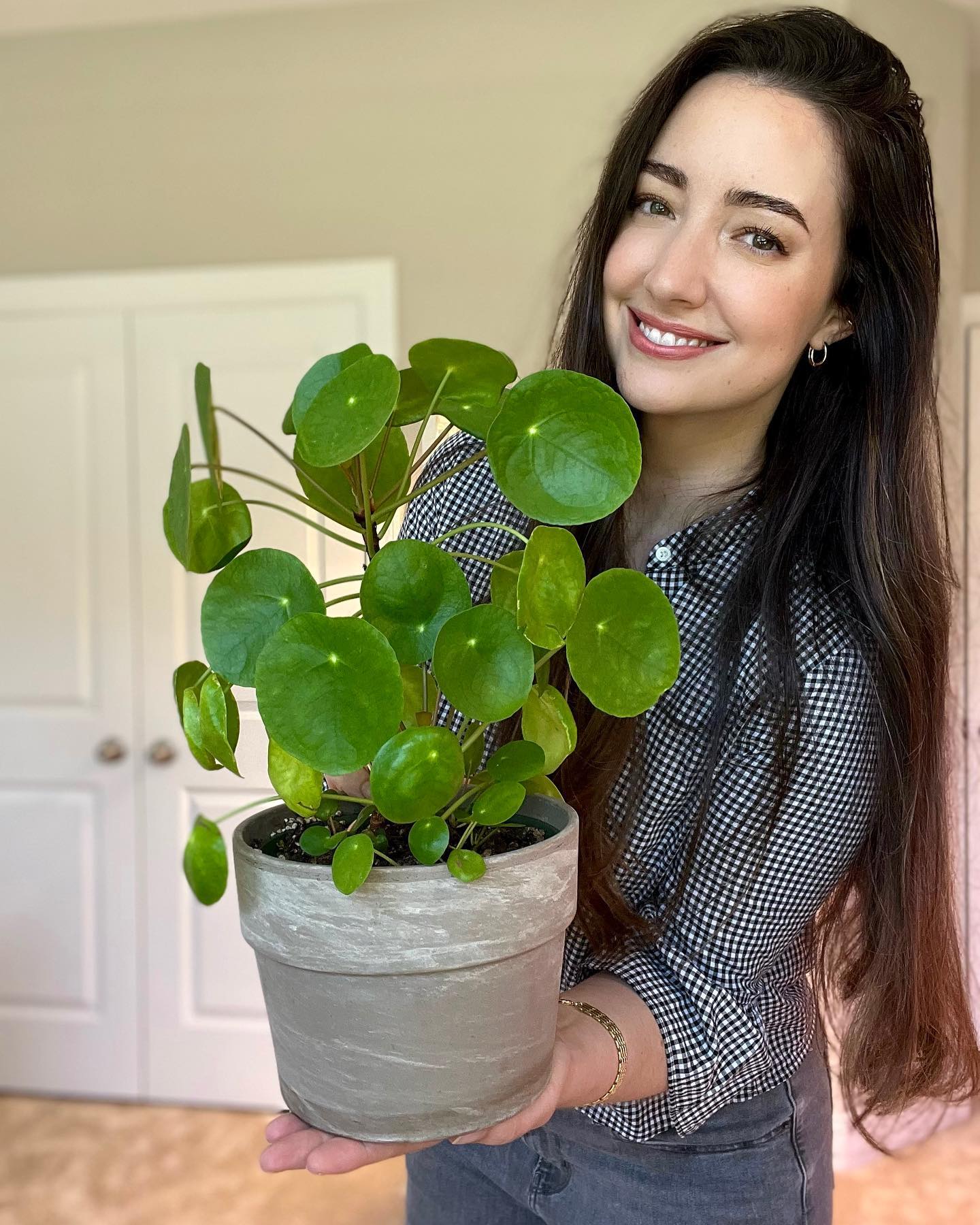 Chinese Money Plant (Pilea peperomioides)