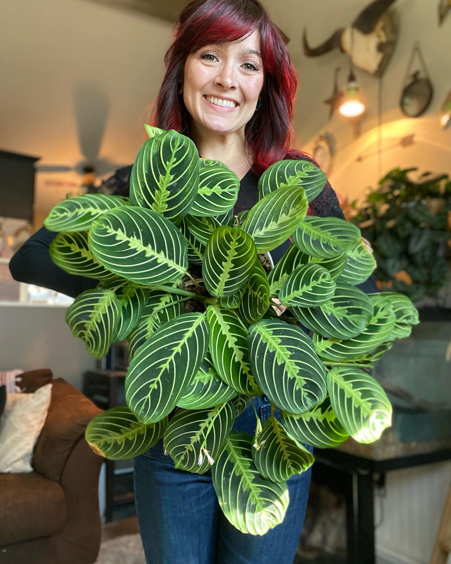 Prayer Plant (Maranta leuconeura)