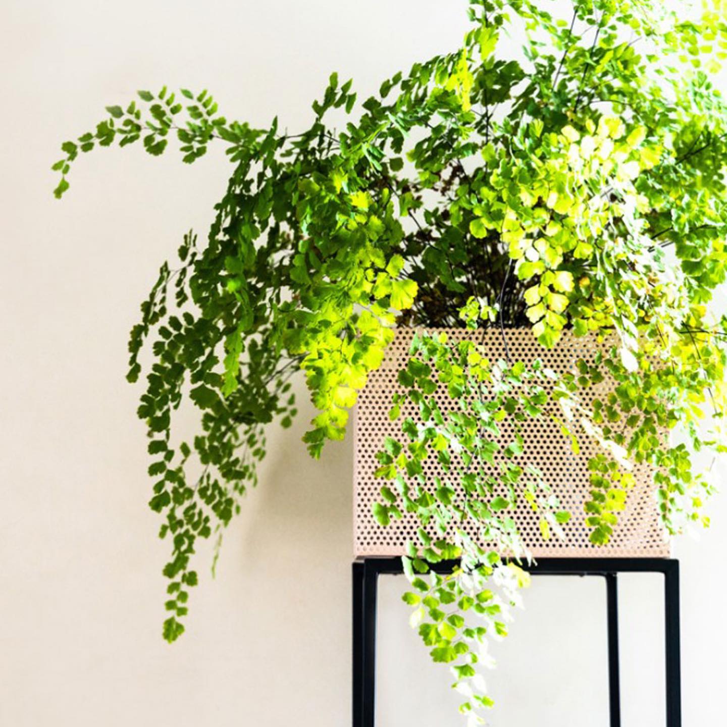 Maidenhair Fern (Adiantum)