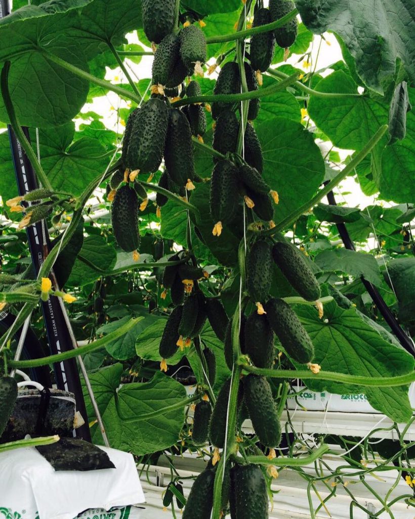 50 Unique Edible Plants You Can Grow Indoors - Planted Shack