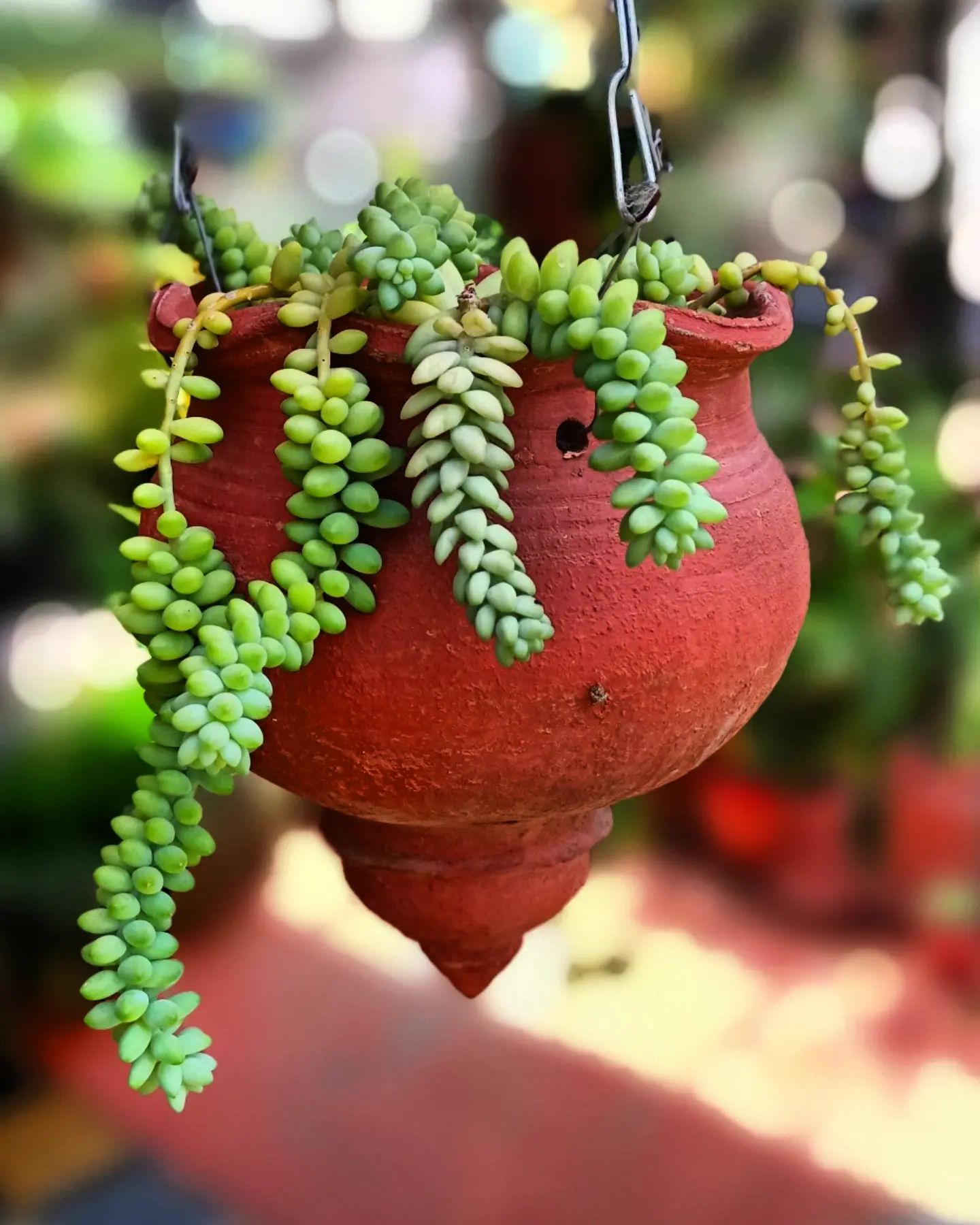 Burro's Tail (Sedum morganianum)