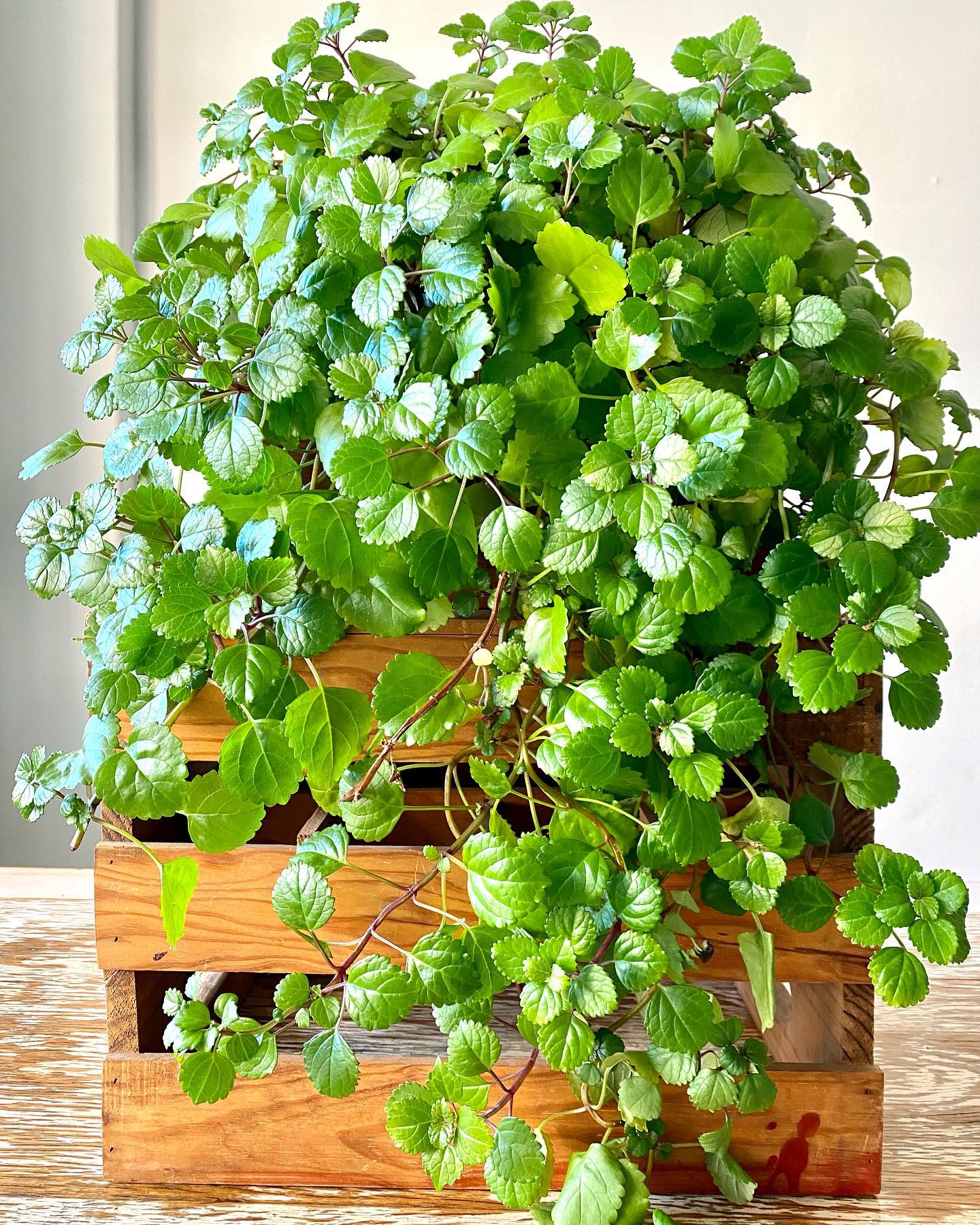 Swedish Ivy (Plectranthus verticillatus)