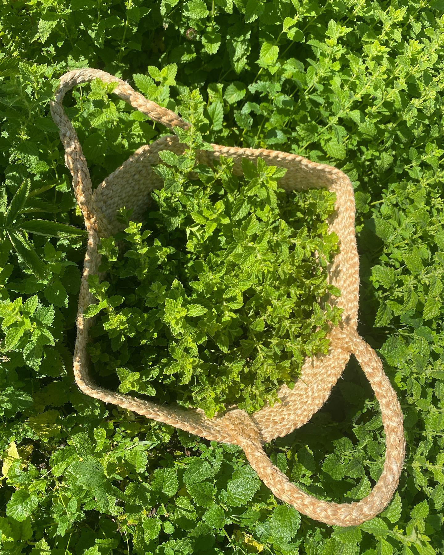 Lemon Balm