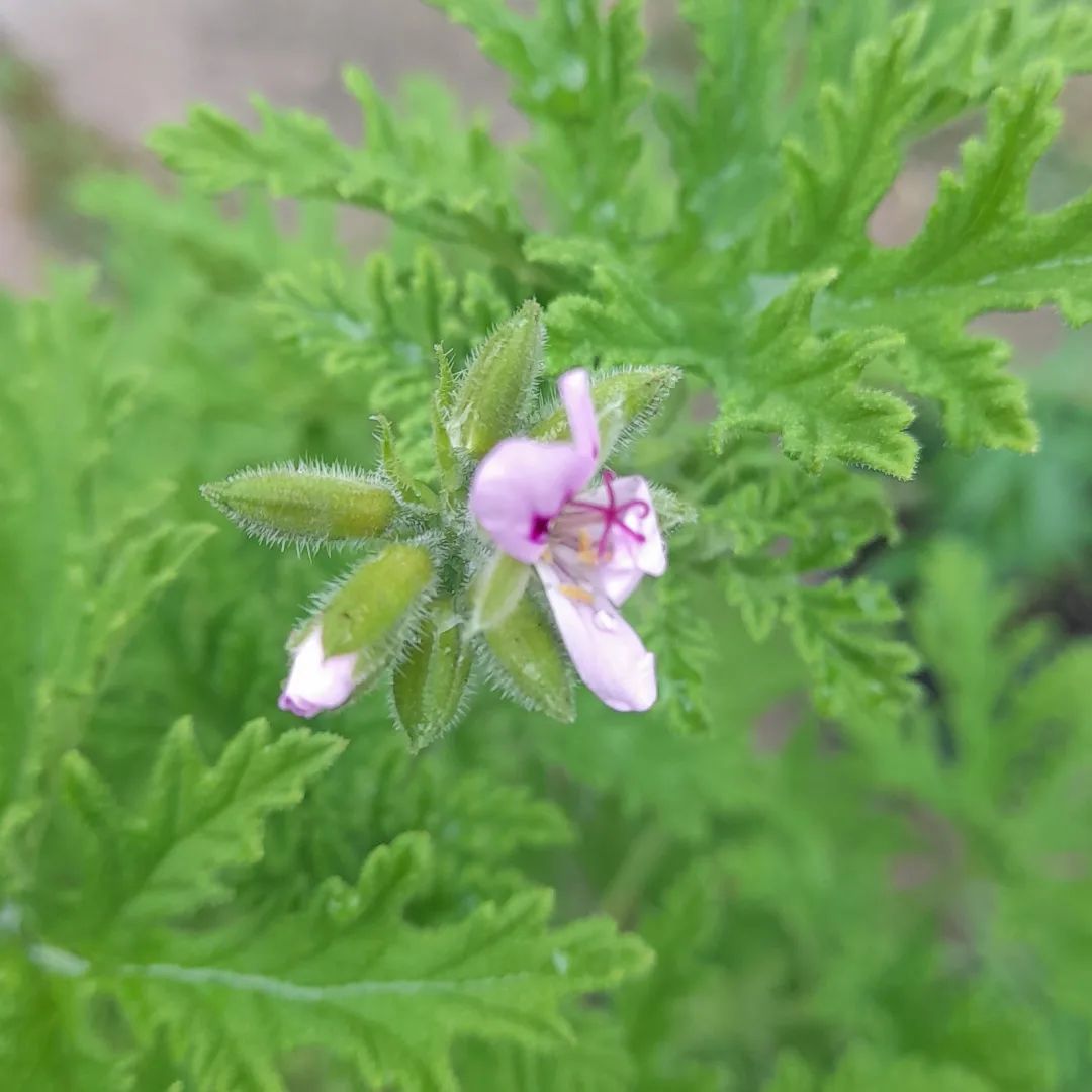 Citronella