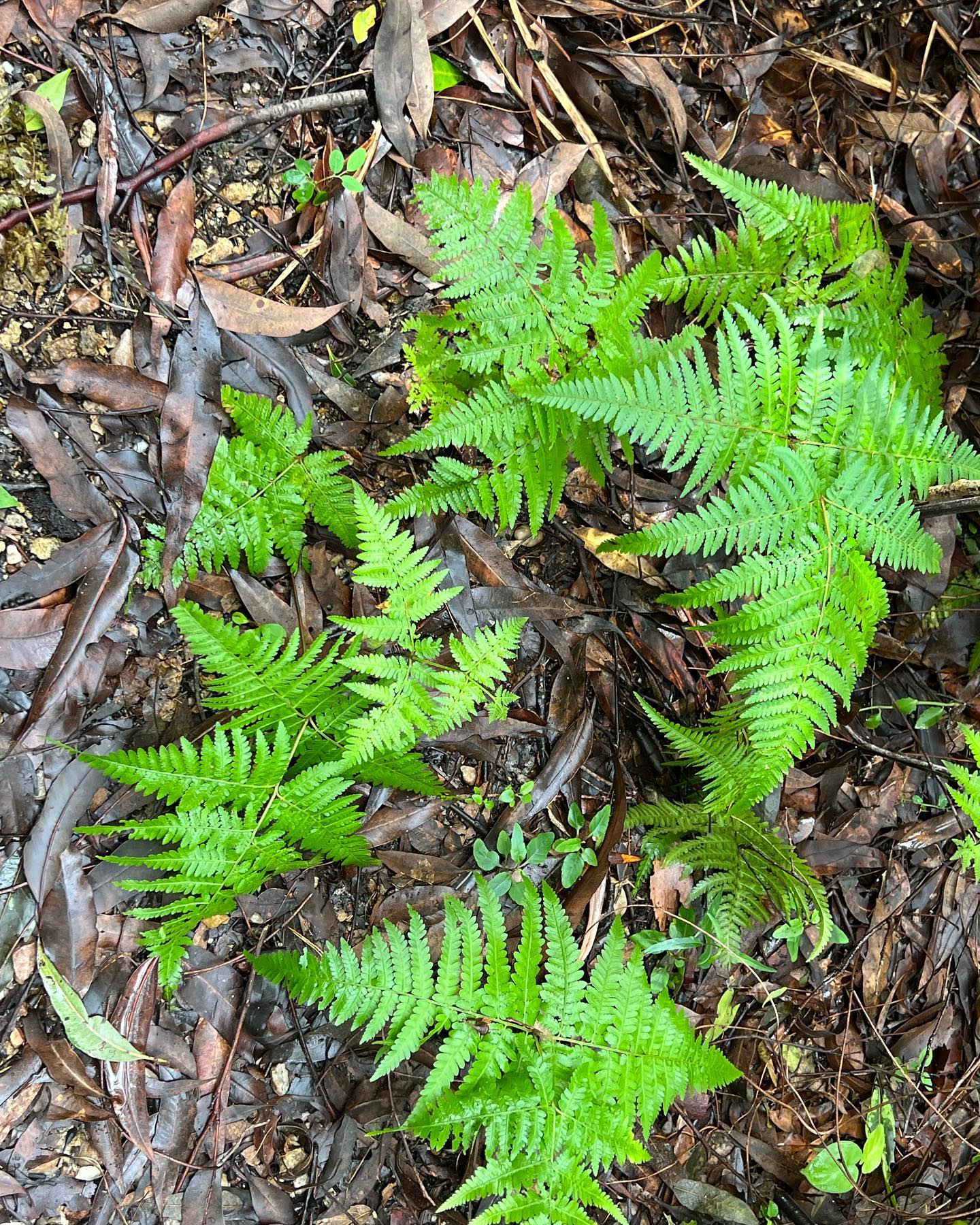 Bracken Fern (Pteridium aquilinum)