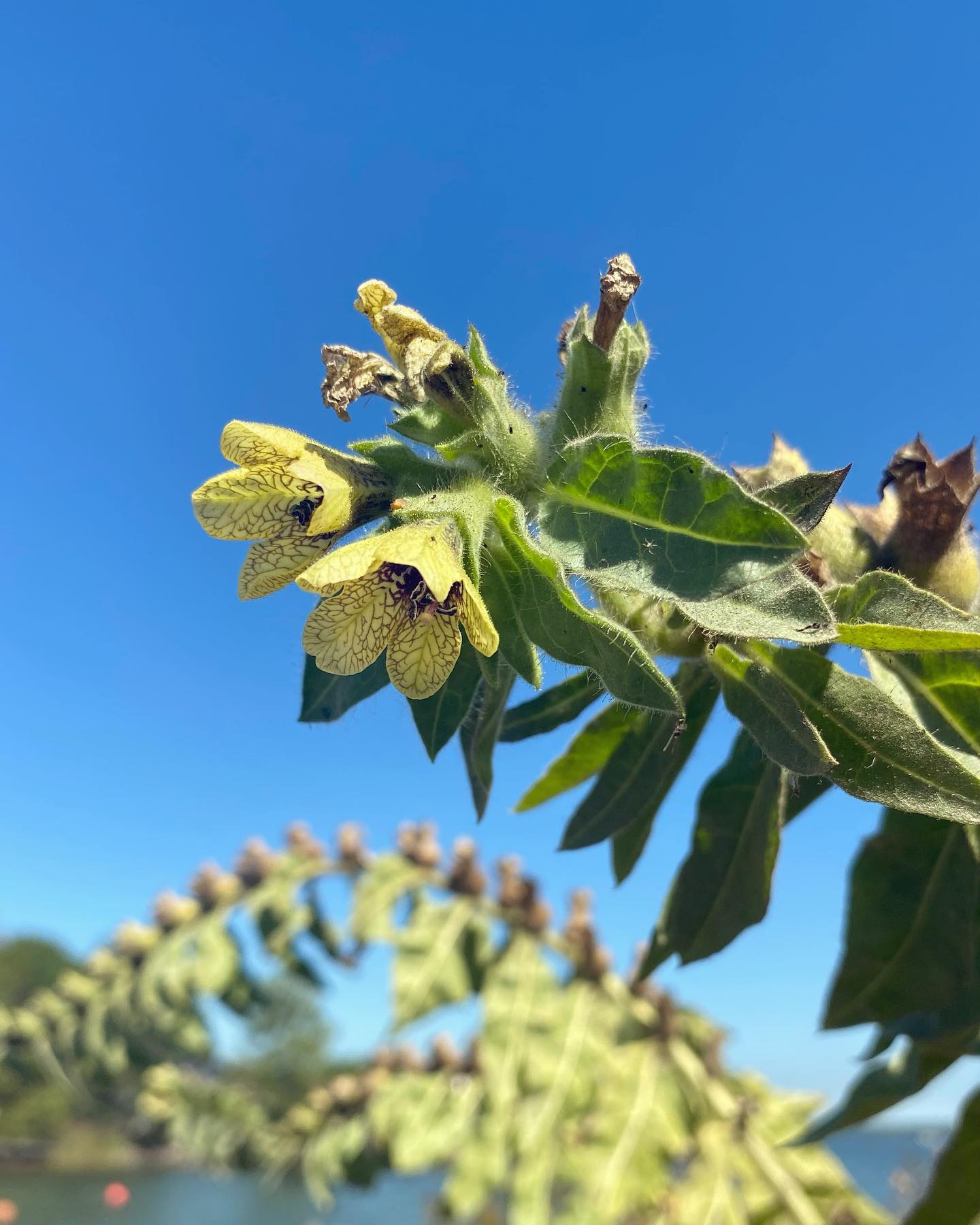 Henbane (Hyoscyamus niger)