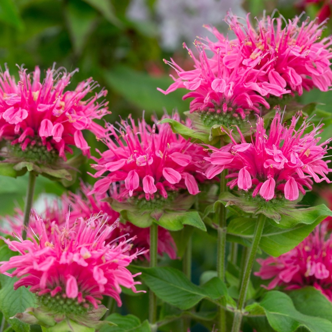 Bergamot