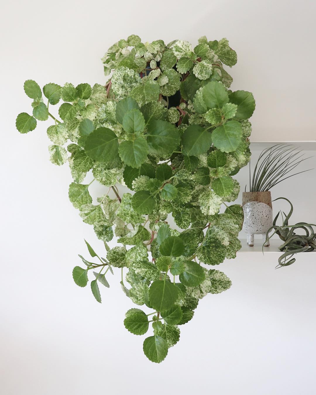 Swedish Ivy (Plectranthus verticillatus)