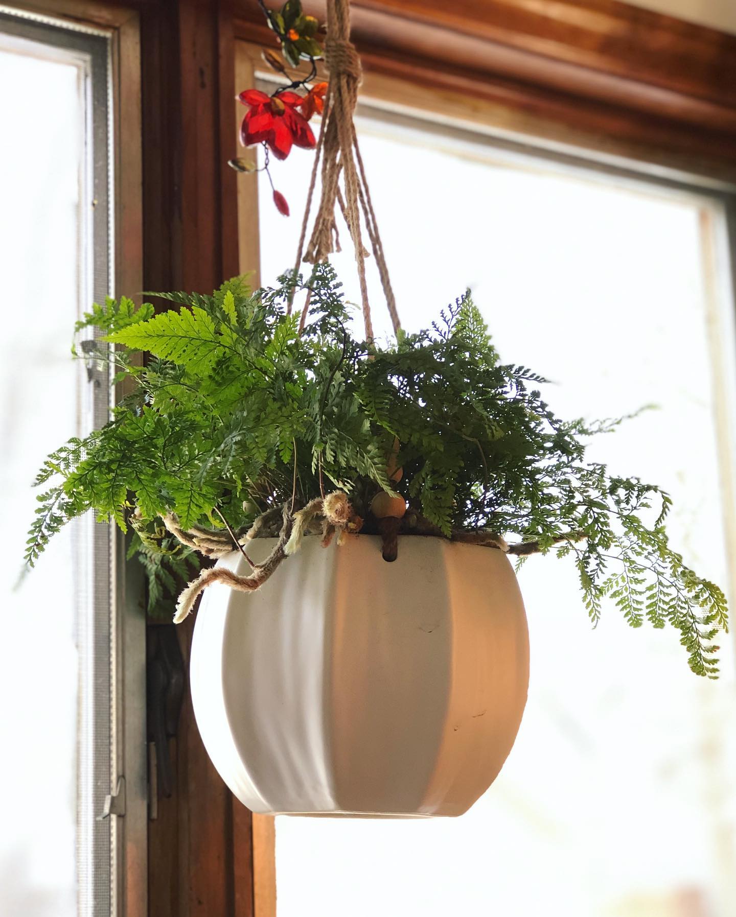 Rabbit's Foot Fern (Davallia fejeensis)
