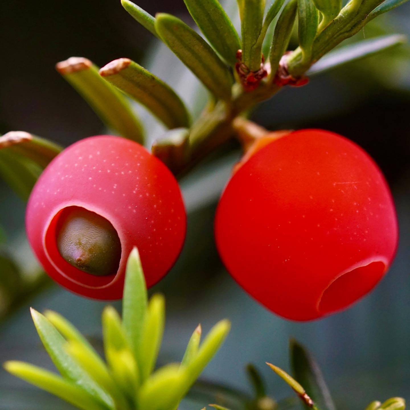 Yew (Taxus spp.)