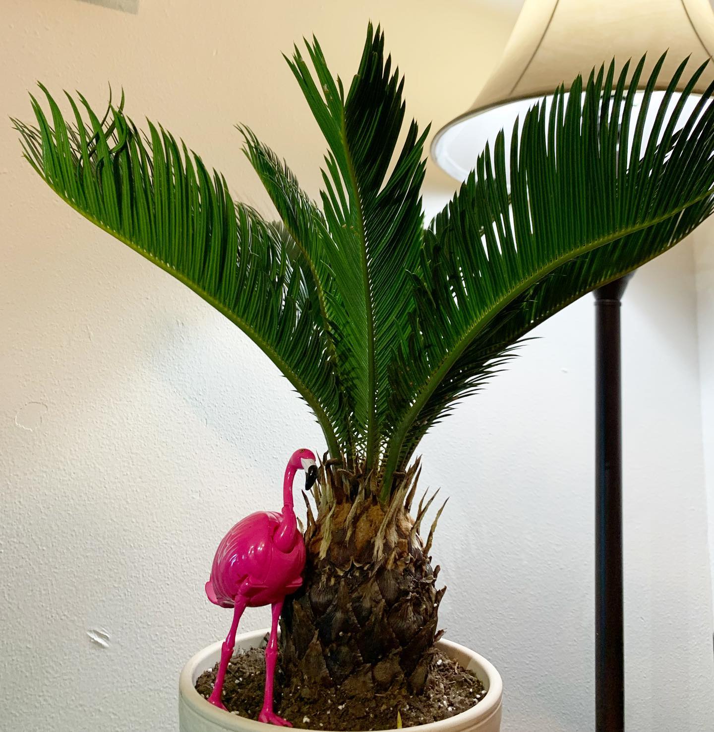 Sago Palm (Cycas revoluta)