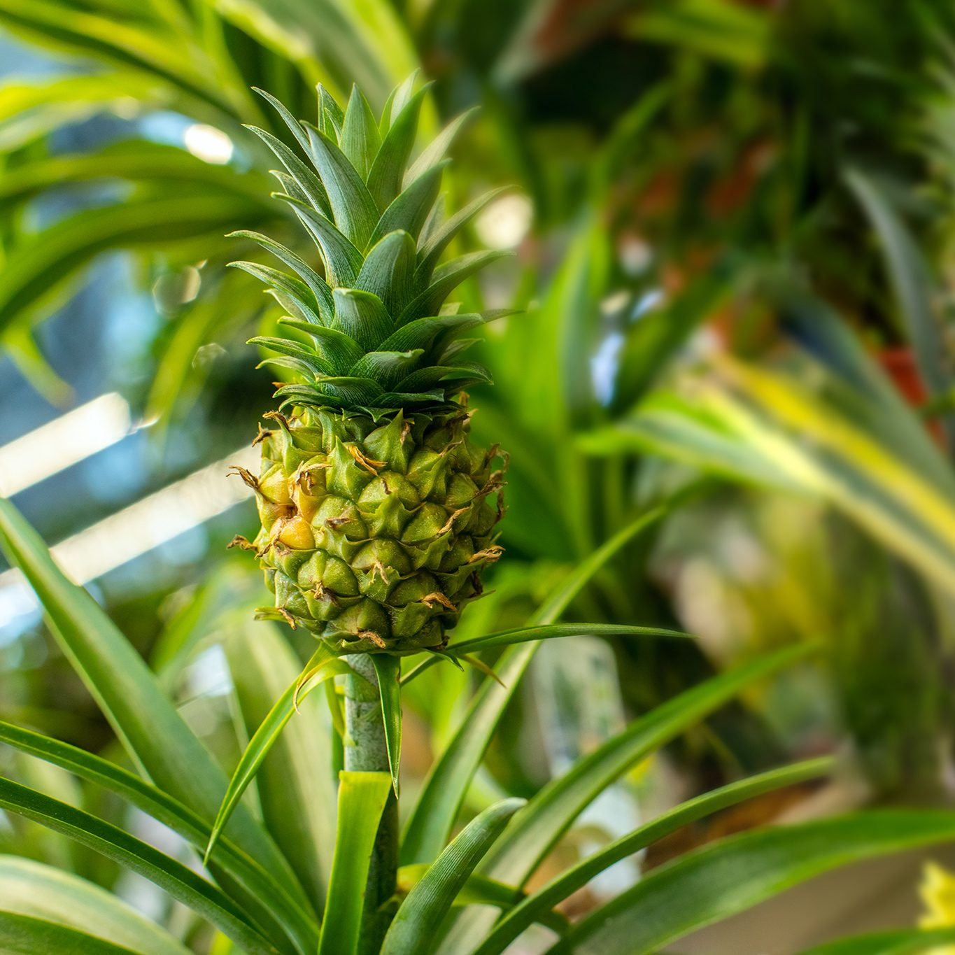 Pineapple Plant (Ananas comosus)