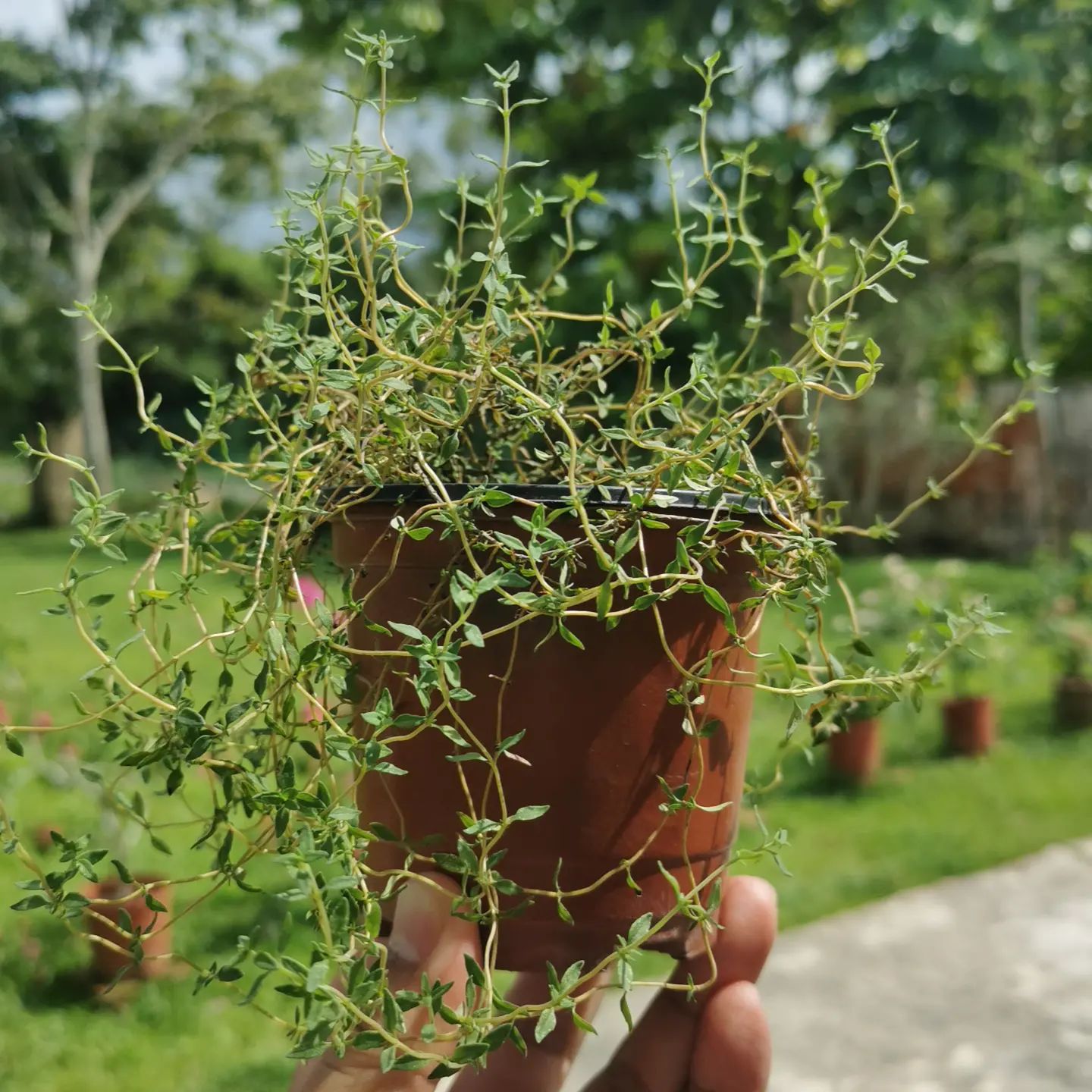 Lemon Thyme