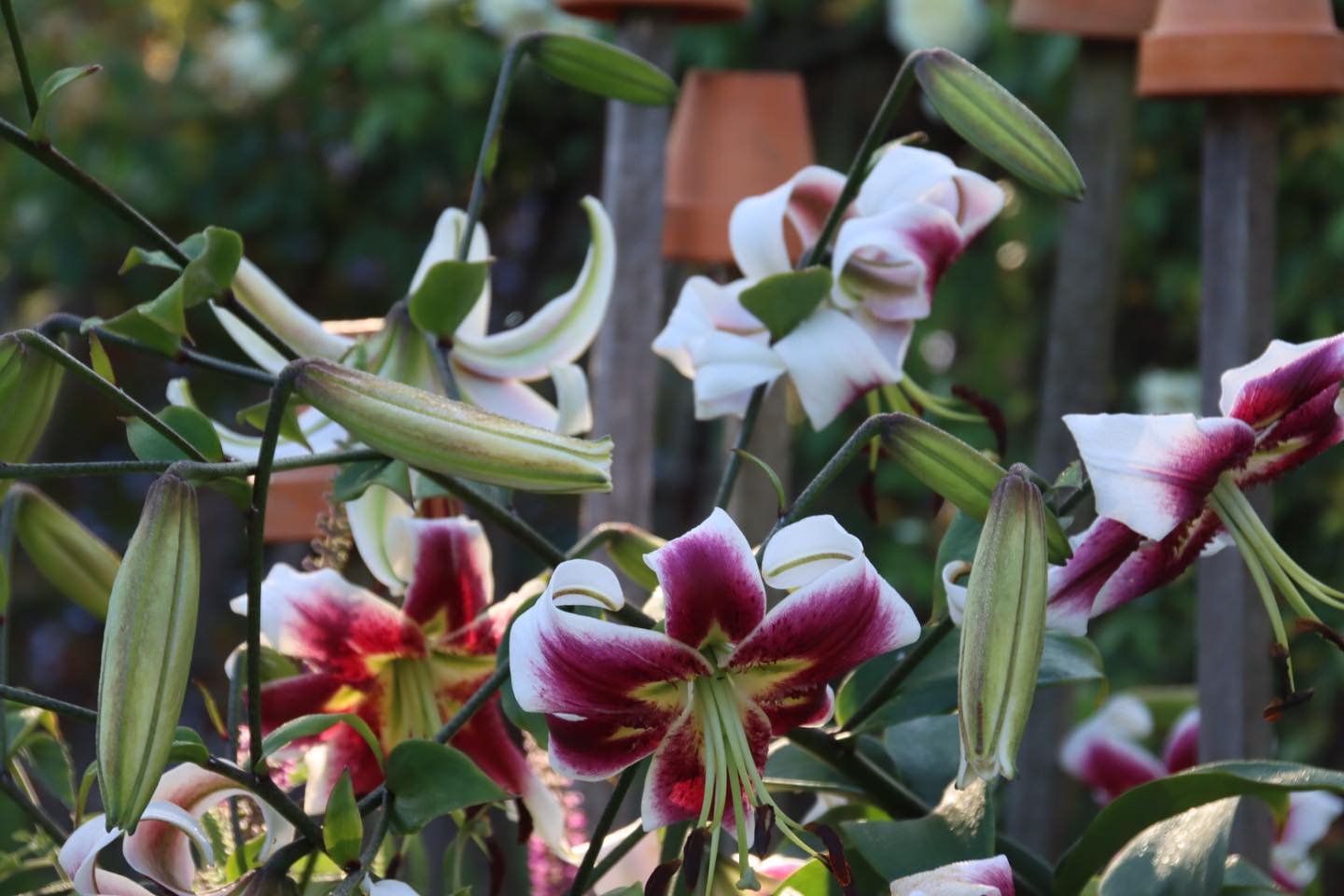 Lily (Lilium spp.)