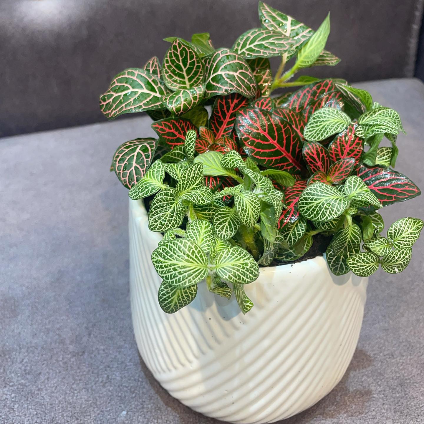 Nerve Plant (Fittonia spp.)