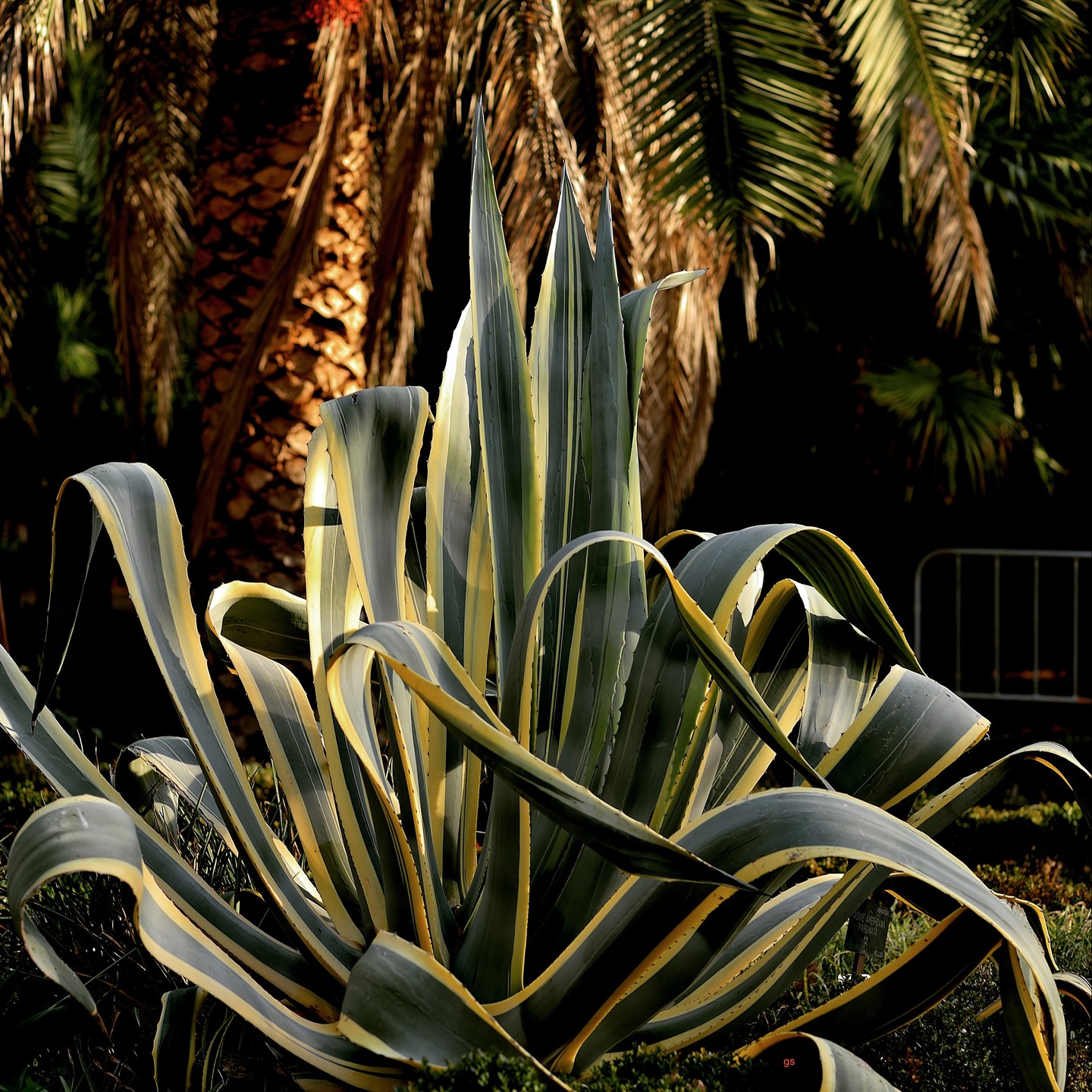 Century Plant