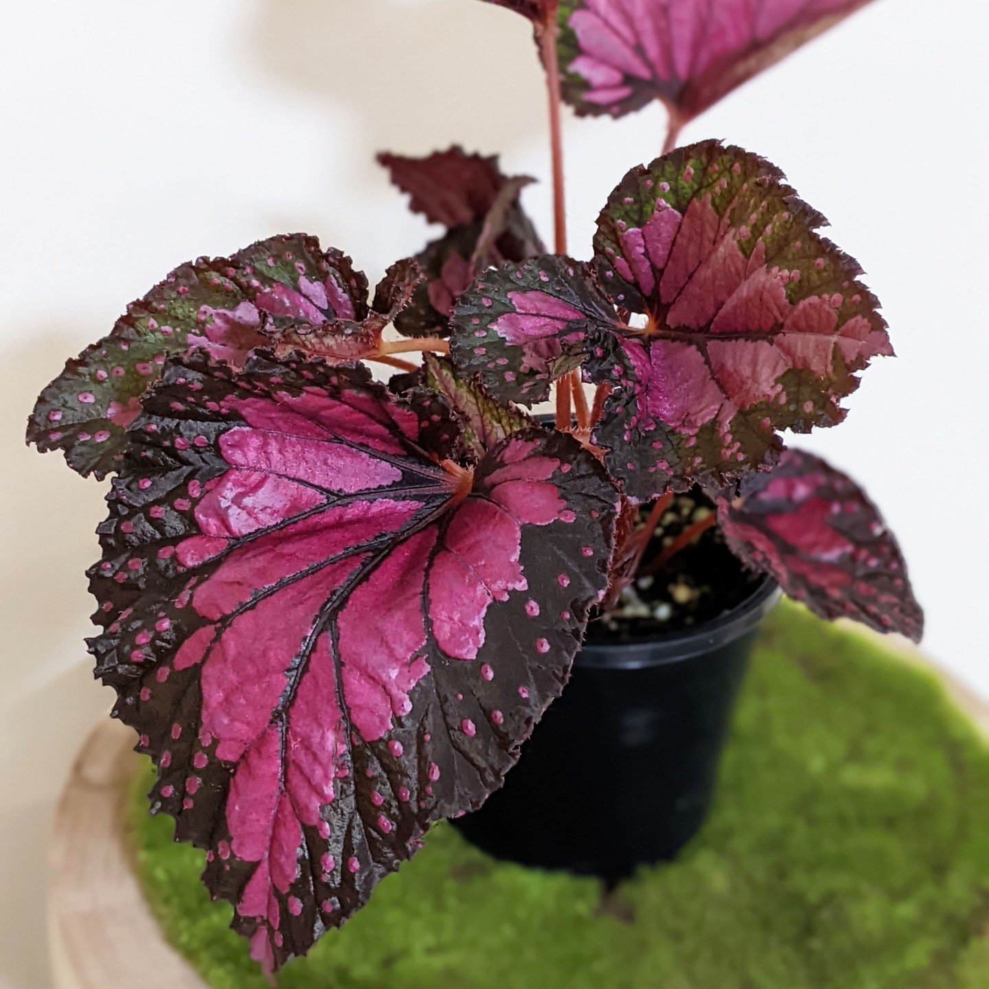 Begonia Rex (Begonia rex)