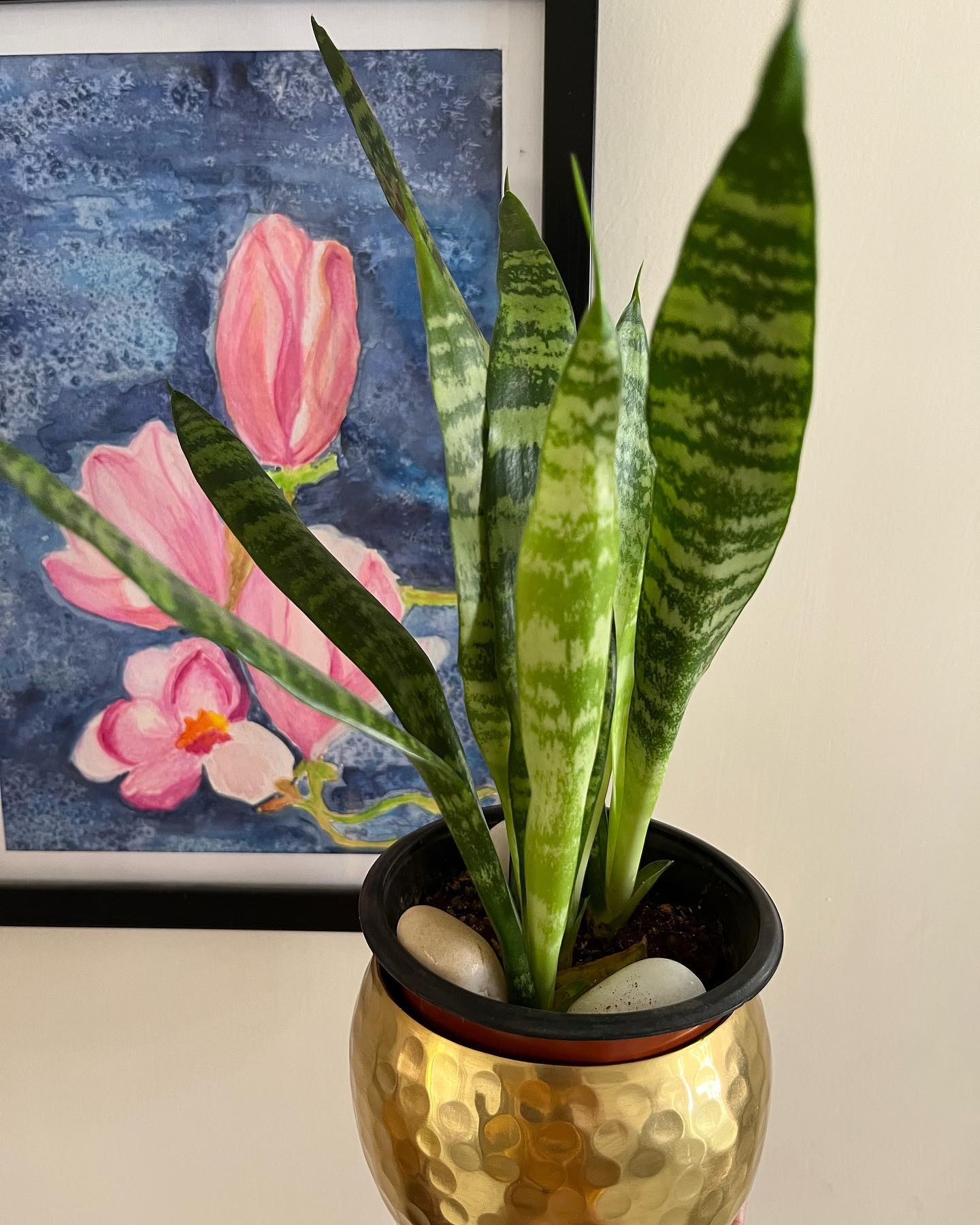 Snake Plant (Sansevieria trifasciata)