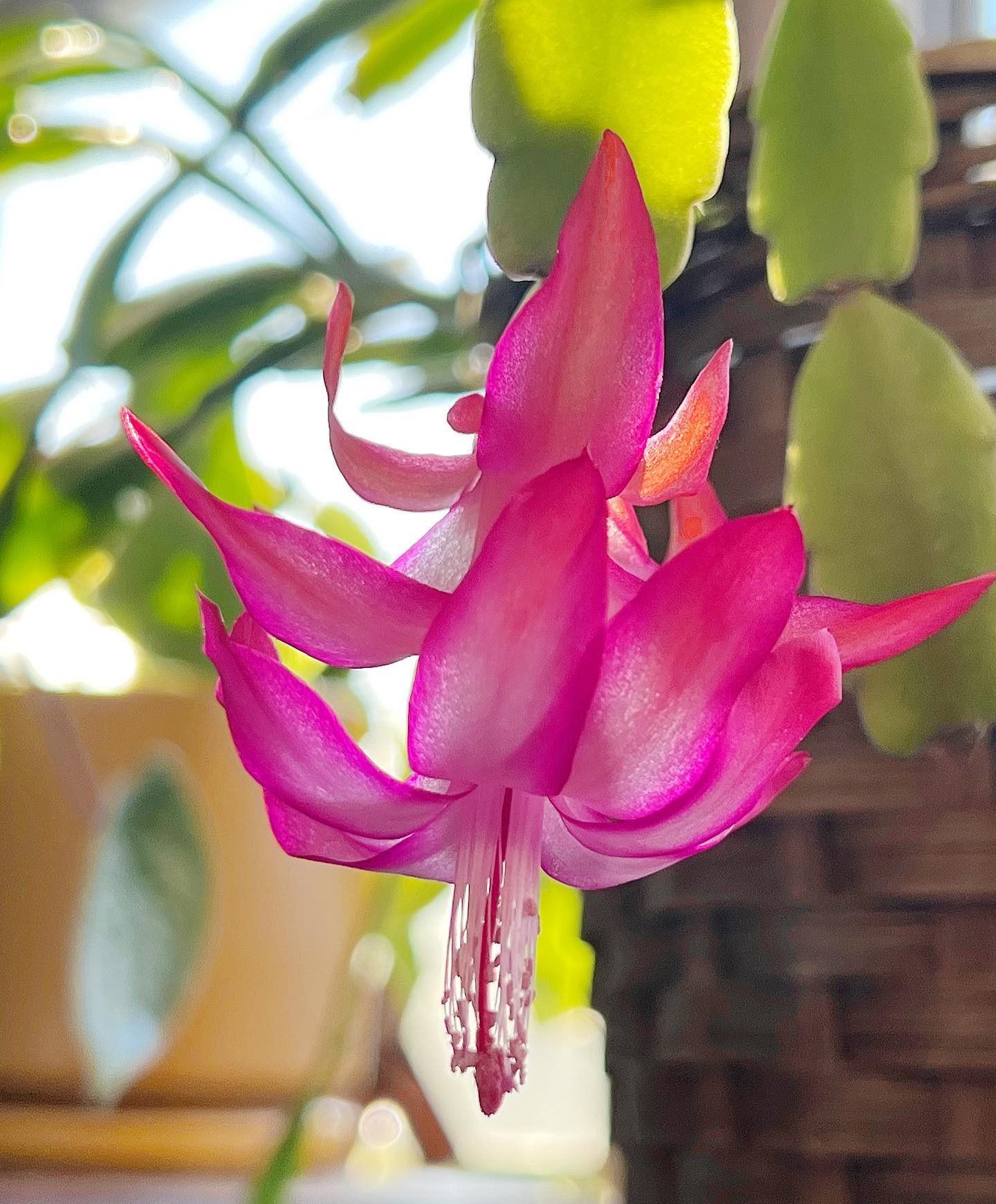 Christmas Cactus (Schlumbergera)