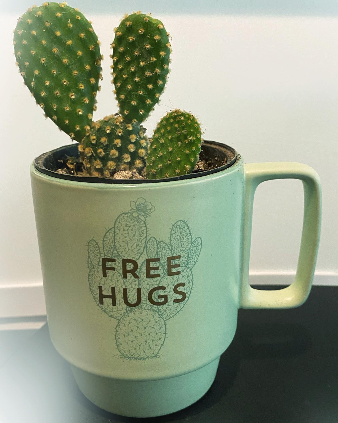 Bunny Ear Cactus (Opuntia microdasys)