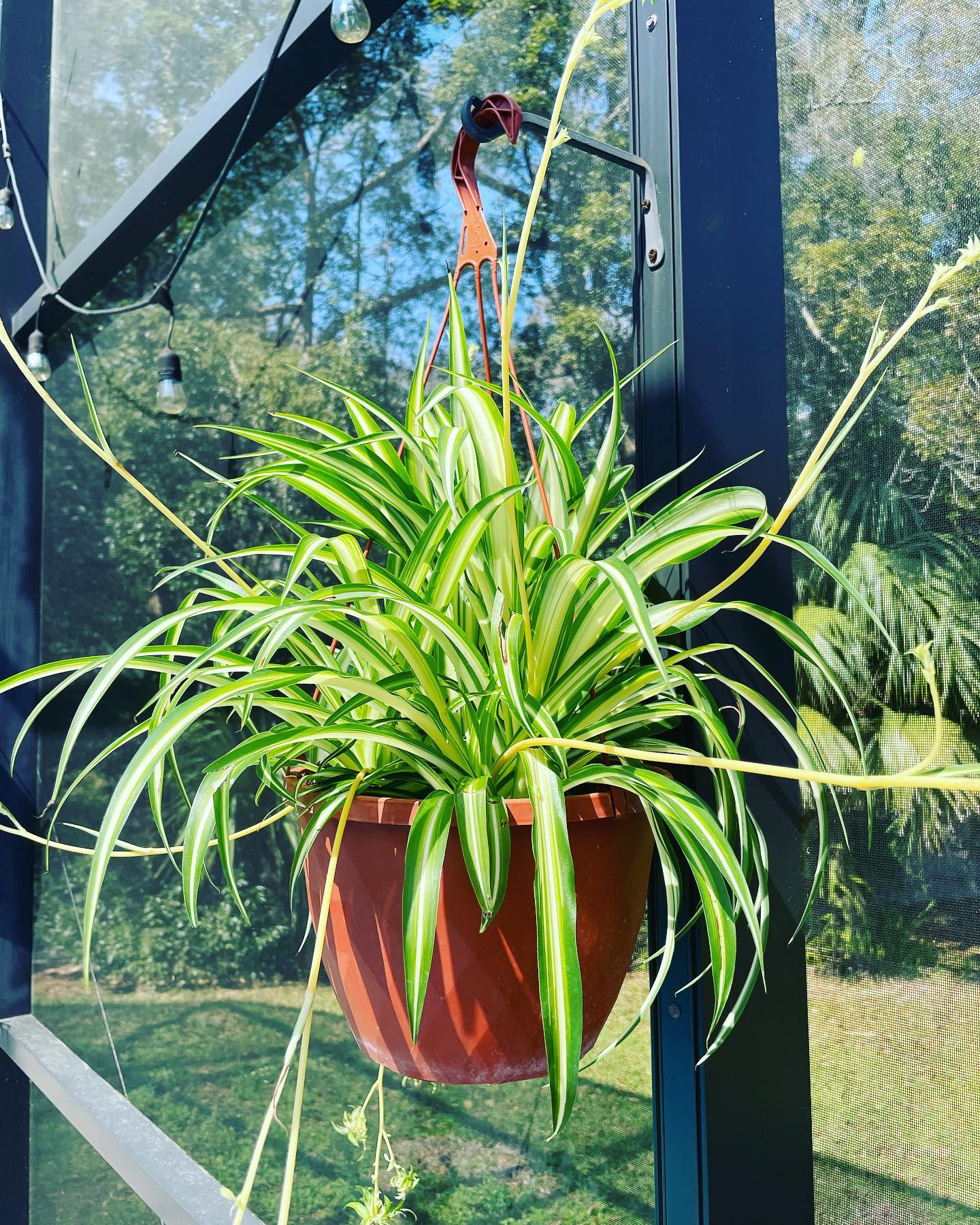 Spider Plant