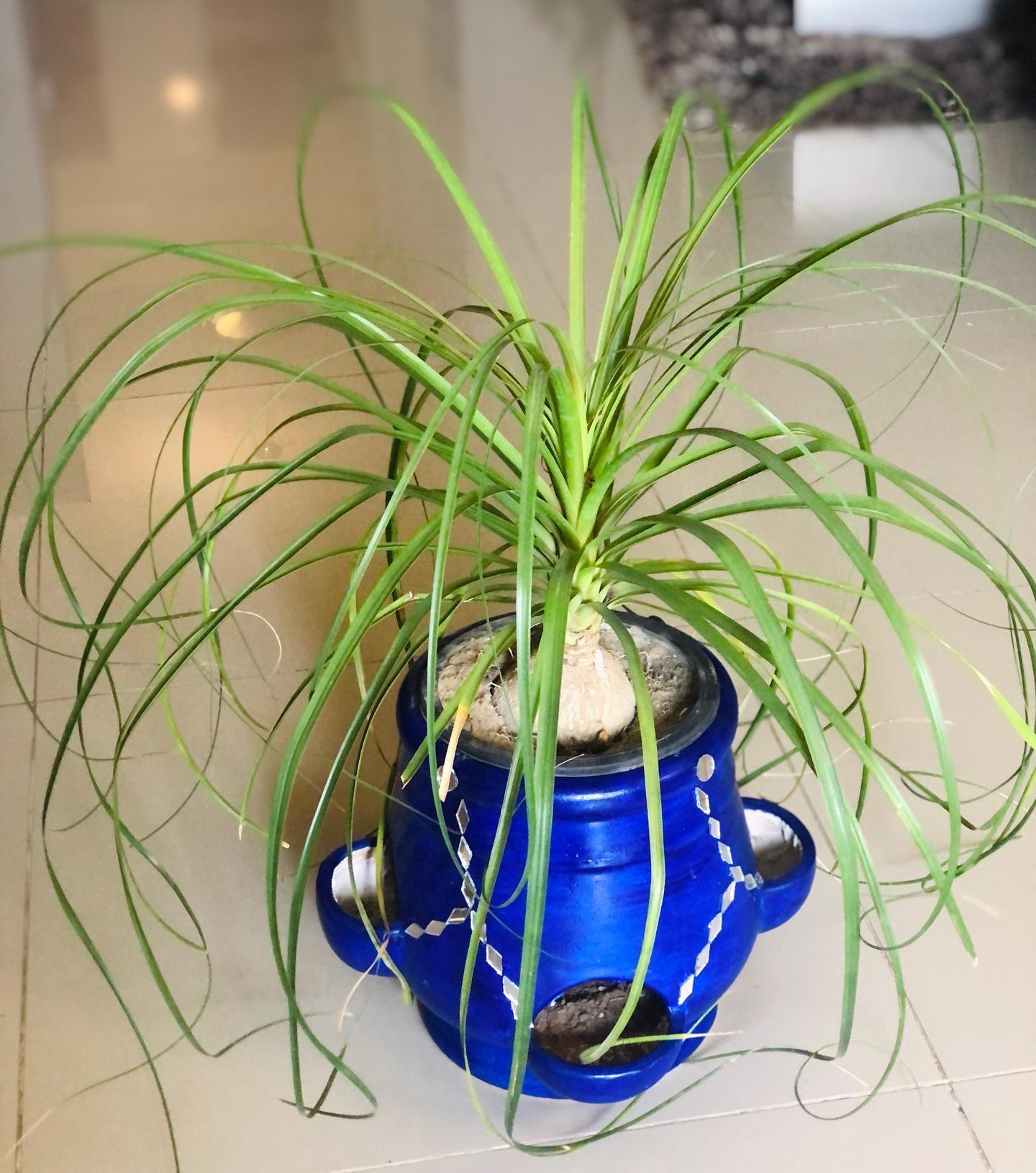 Ponytail Palm (Beaucarnea recurvata)