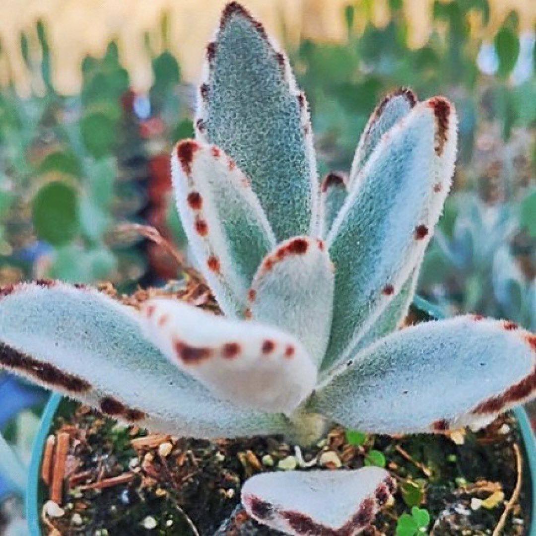 Panda Plant (Kalanchoe tomentosa)