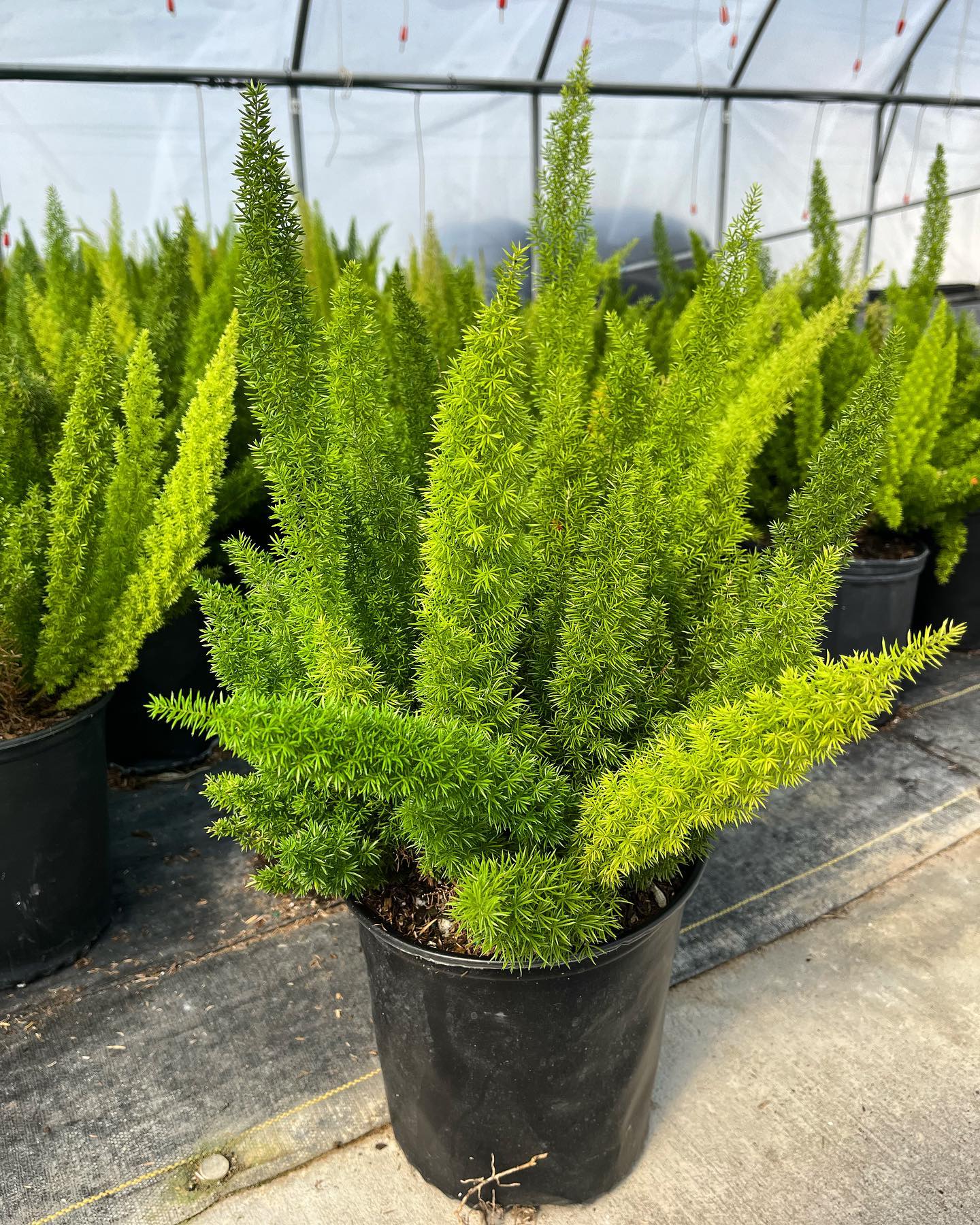 Foxtail Fern (Asparagus densiflorus)