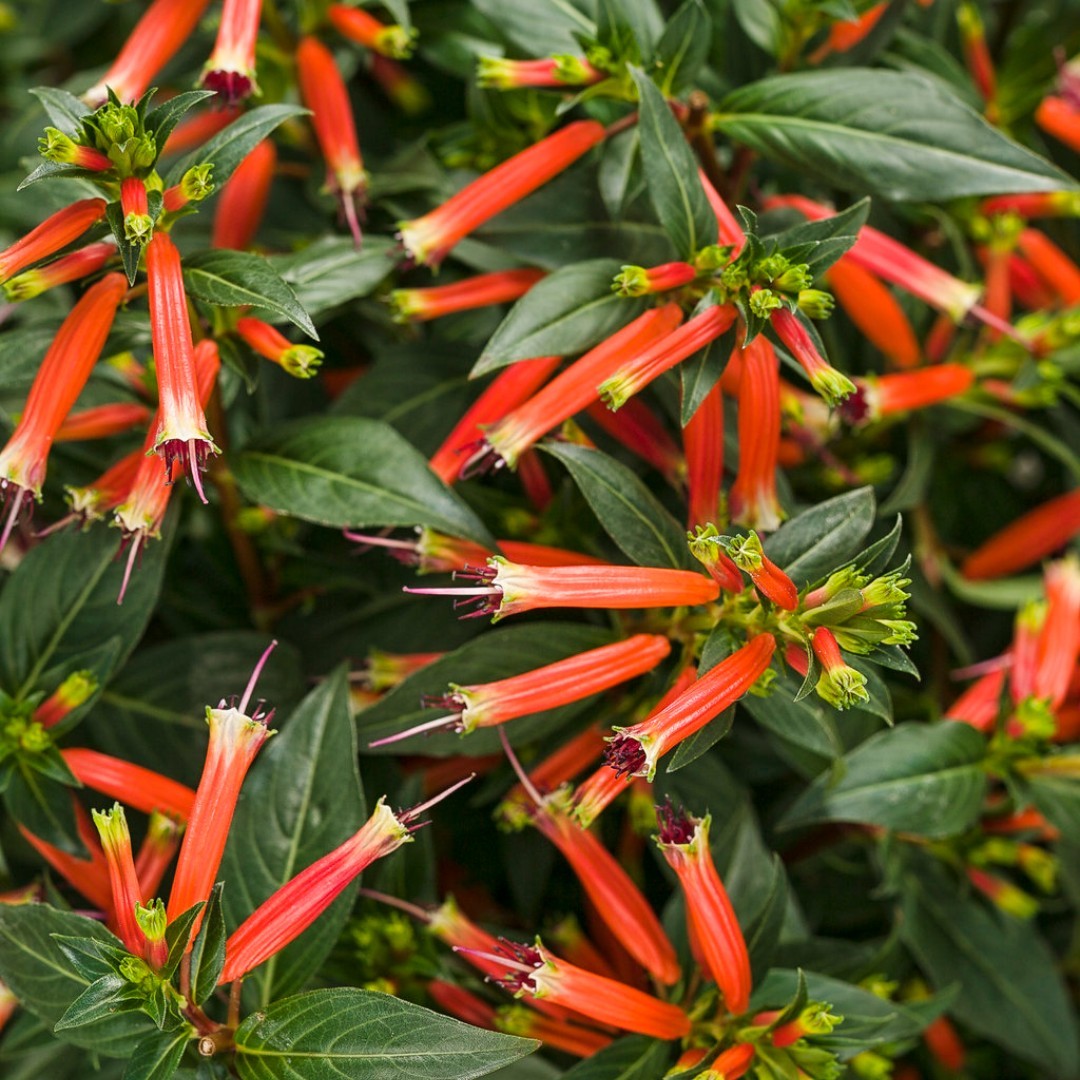 Firecracker Plant (Cuphea ignea)
