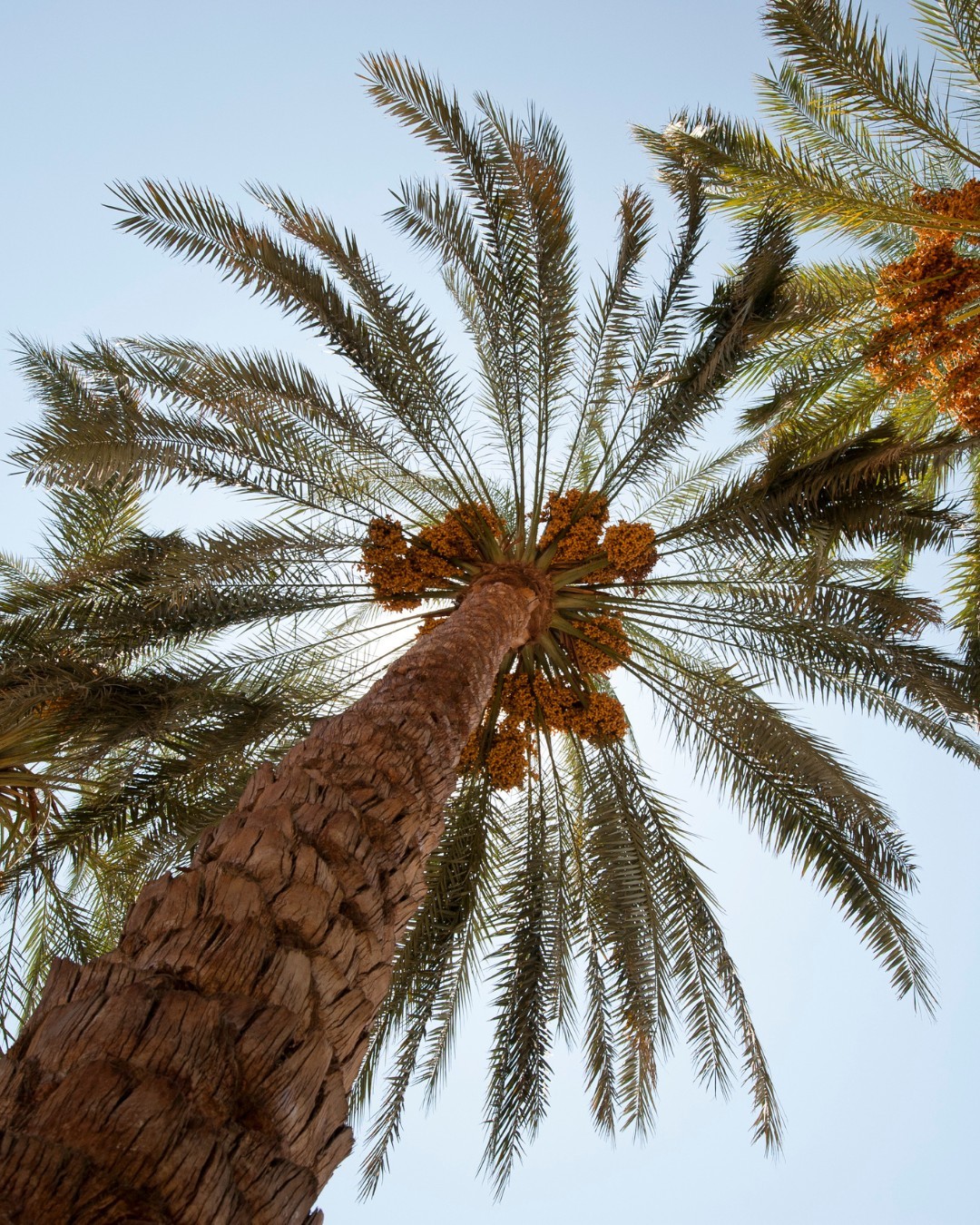 Dwarf Date Palm (Phoenix roebelenii)