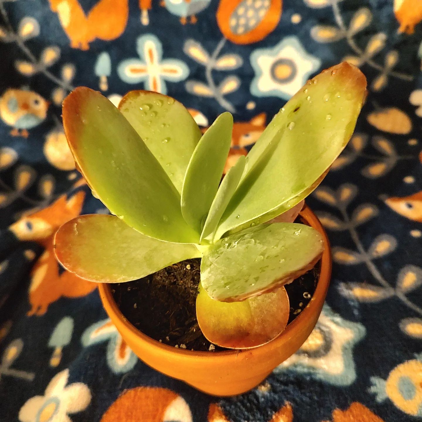 Flapjack Plant (Kalanchoe thyrsiflora)