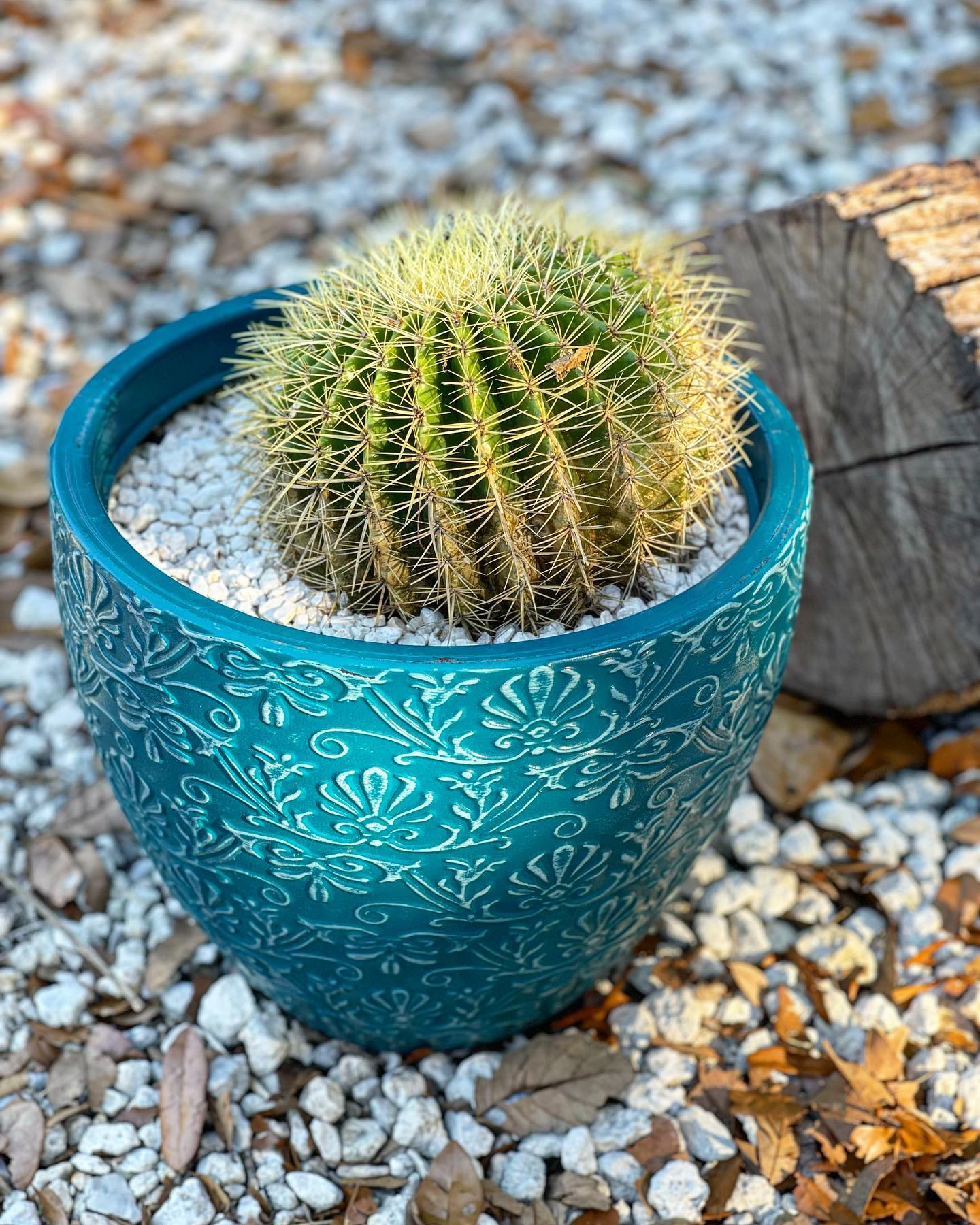 Barrel Cactus