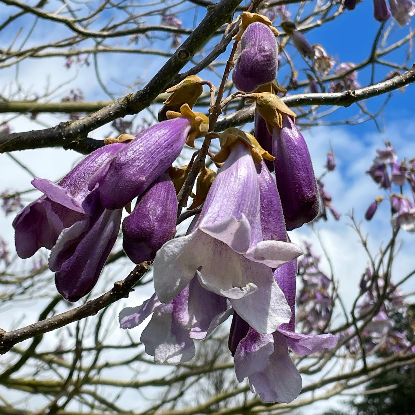 Foxglove Tree (Paulownia tomentosa)