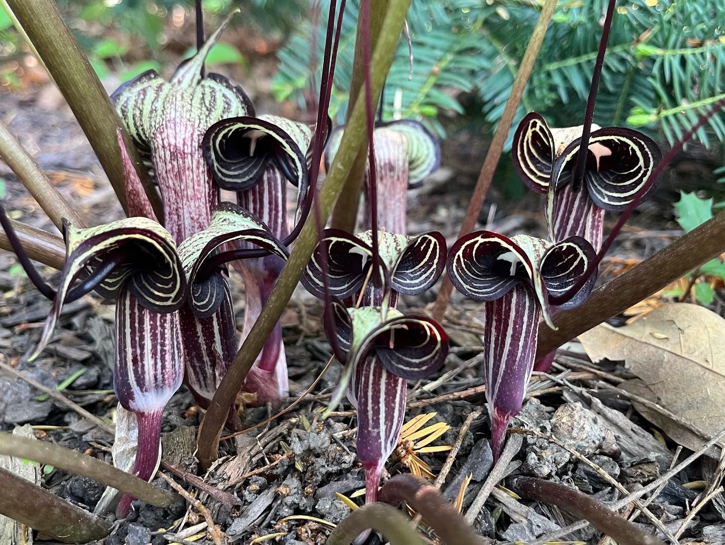 Jack-in-the-Pulpit (Arisaema spp.)