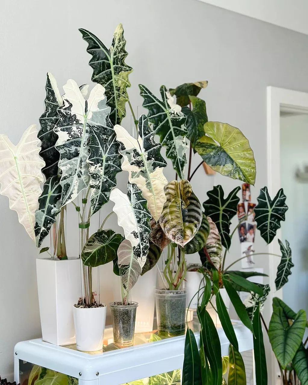 African Mask Plant (Alocasia amazonica)