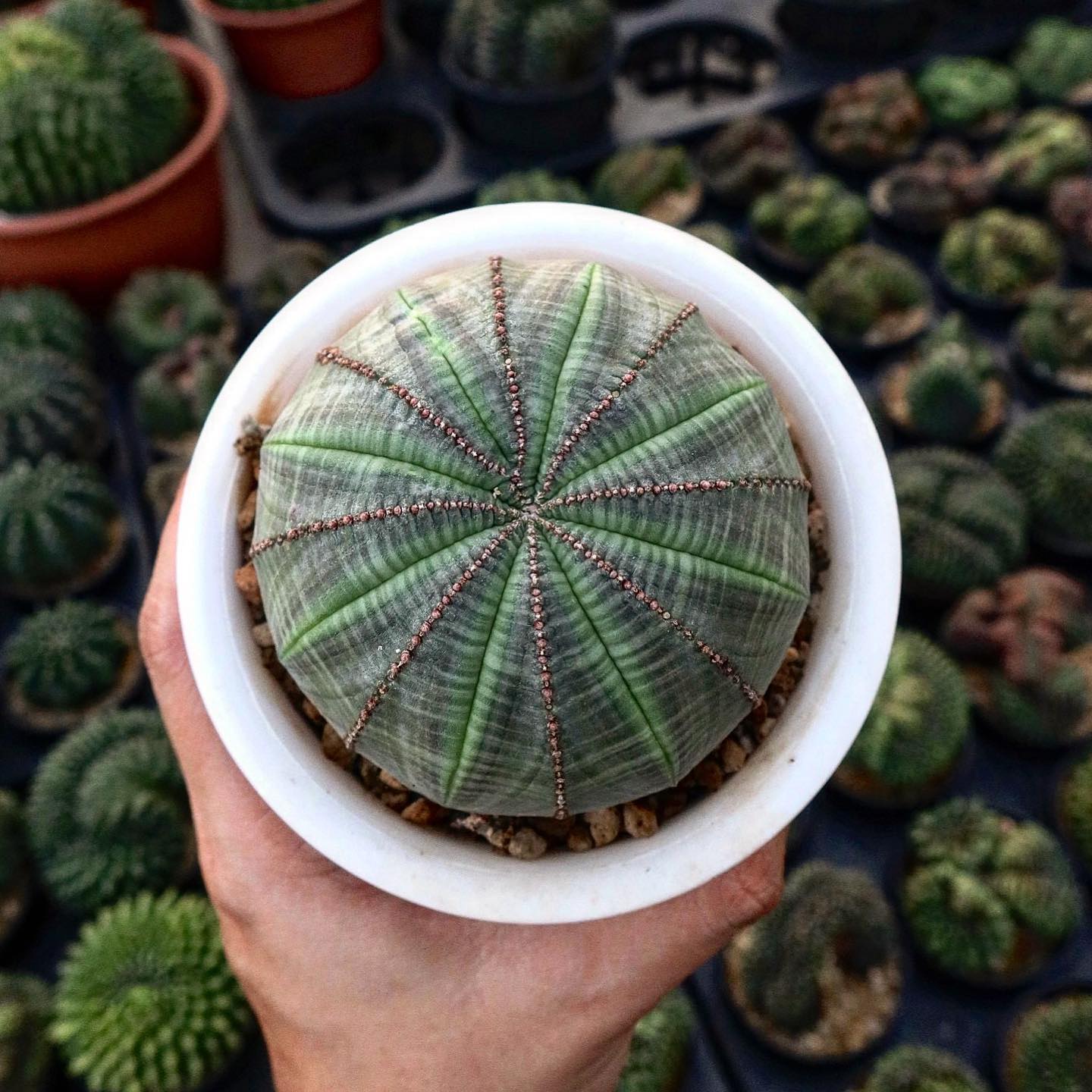 Caterpillar Plant (Euphorbia obesa)