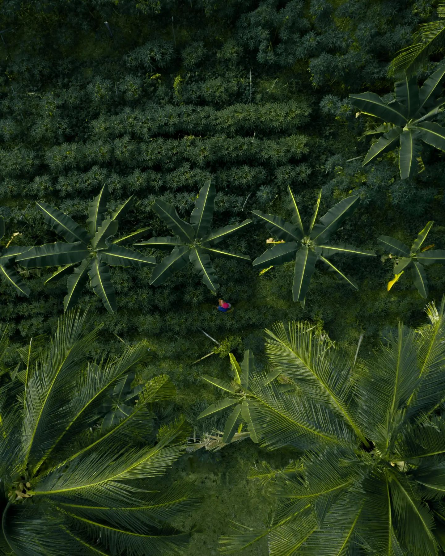 Cassava (Manihot esculenta)