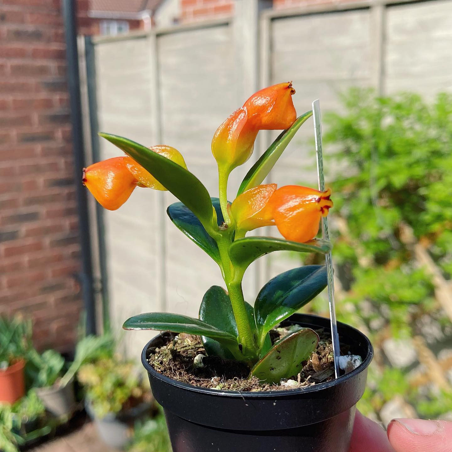 Goldfish Plant (Nematanthus spp.)