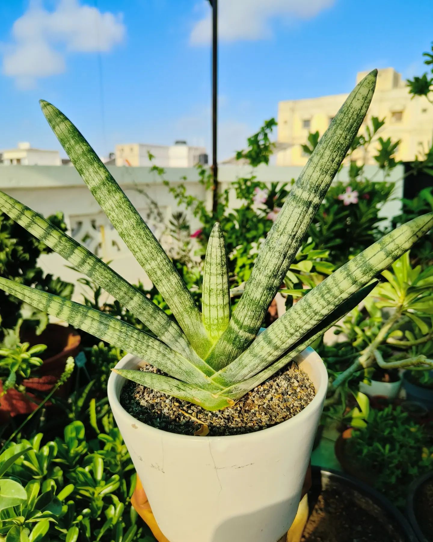 African Spear Plant (Sansevieria cylindrica)