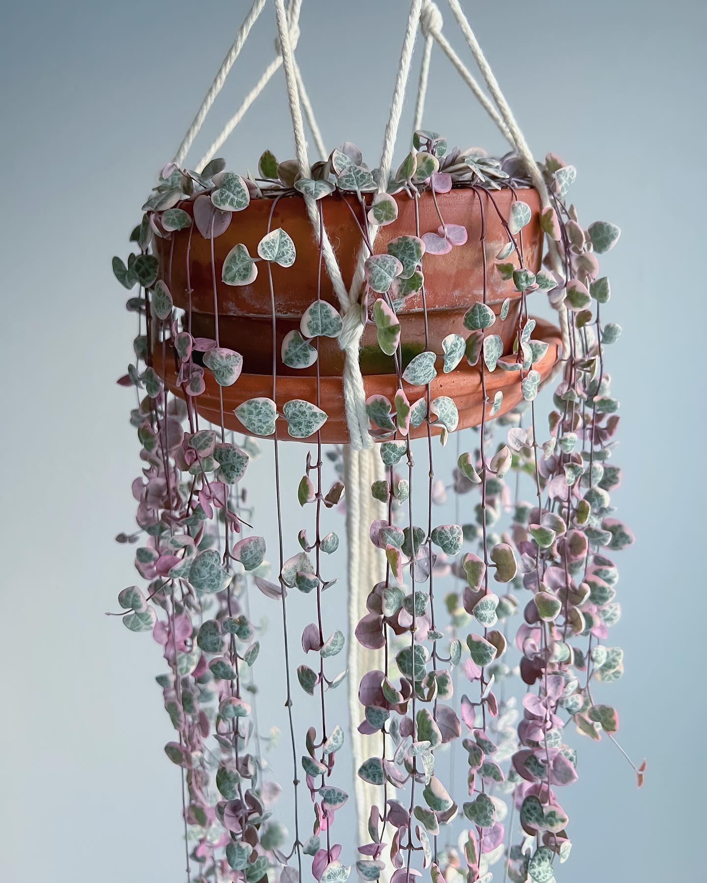 String of Hearts (Ceropegia woodii)