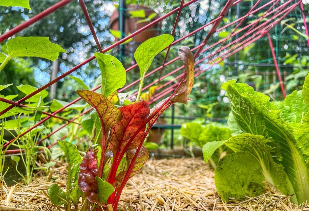 50 Unique Edible Plants You Can Grow Indoors - Planted Shack