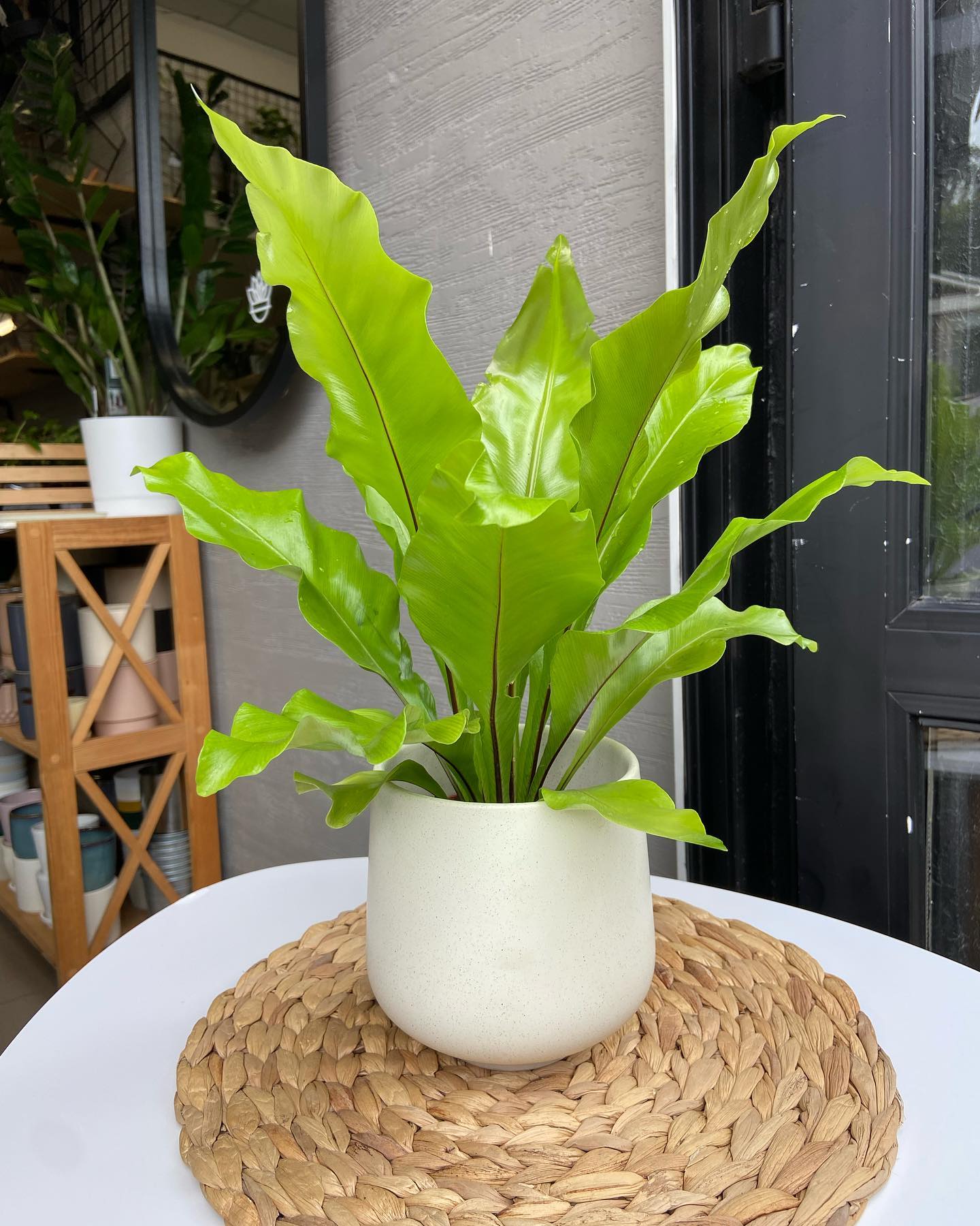 Bird's Nest Fern (Asplenium nidus)