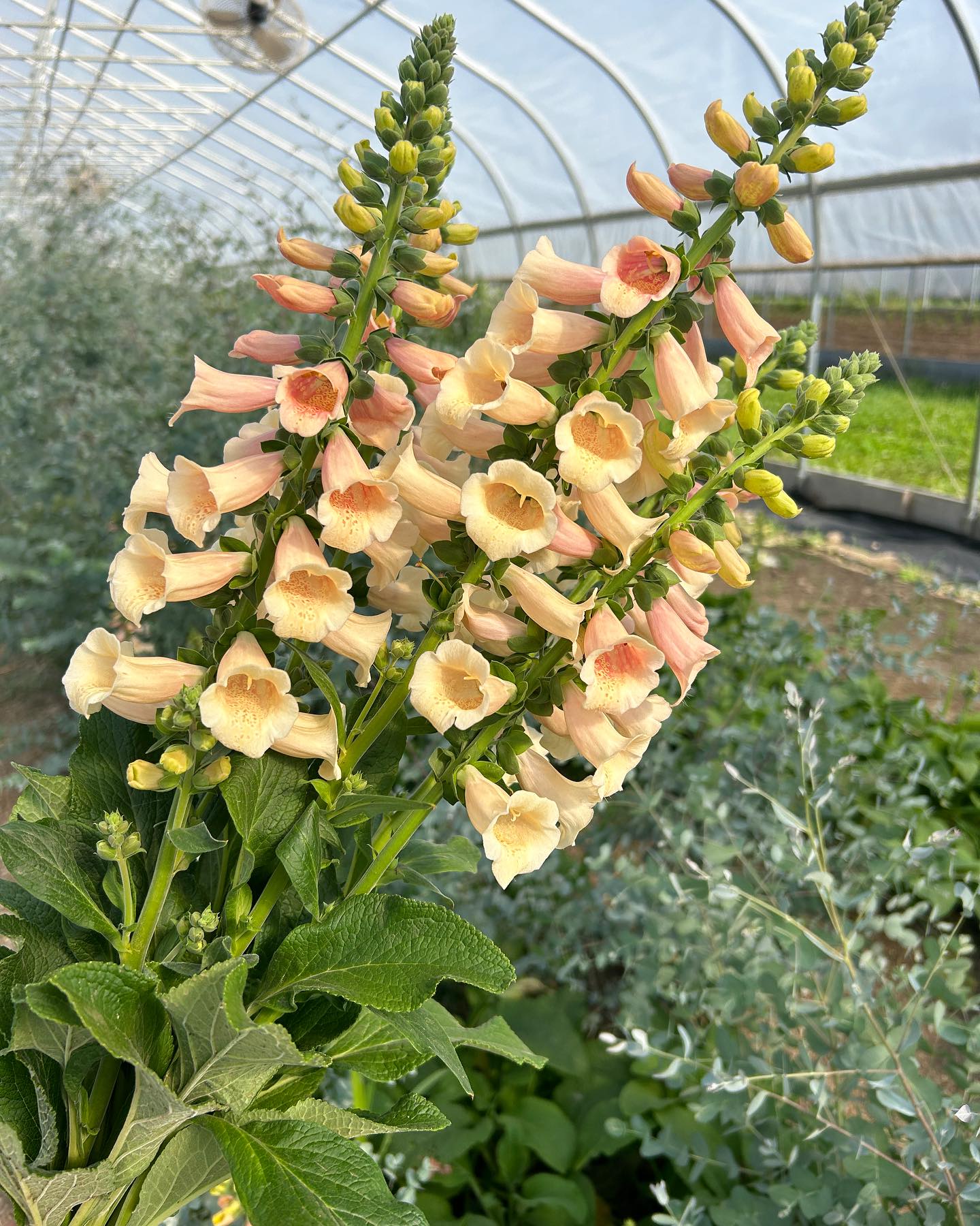 Foxglove (Digitalis purpurea)