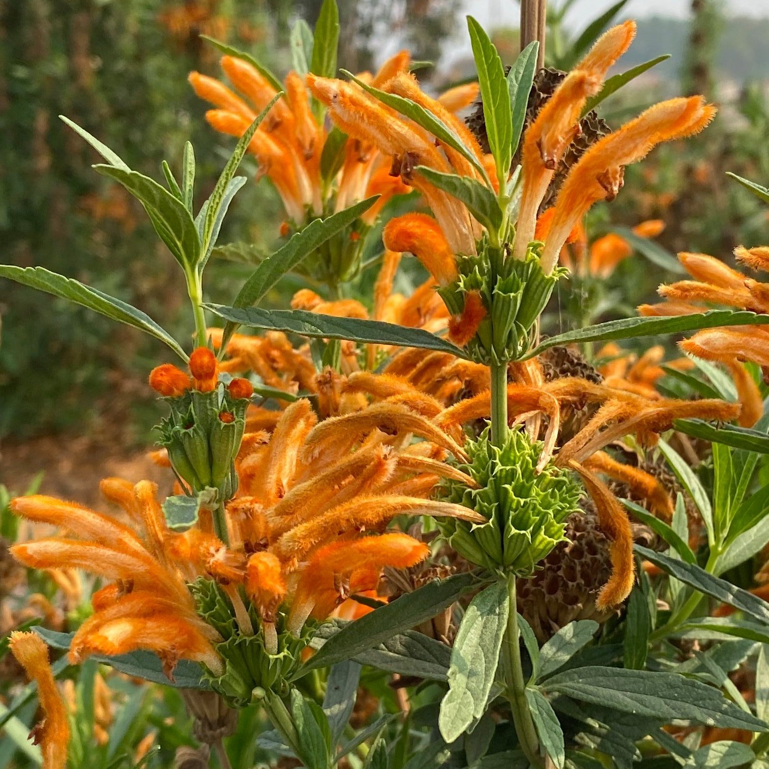 Lion's Tail (Leonotis leonurus)