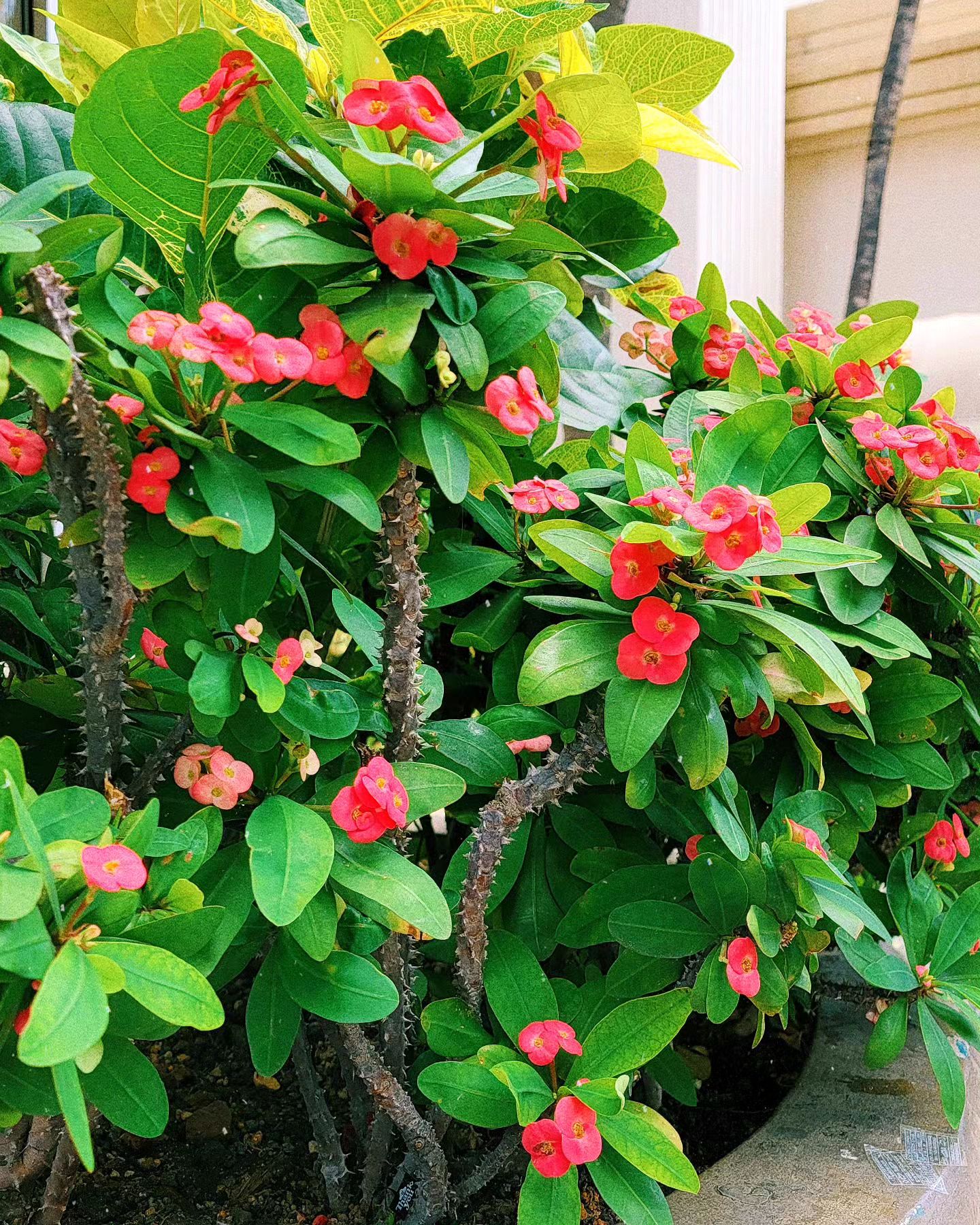 Crown of Thorns