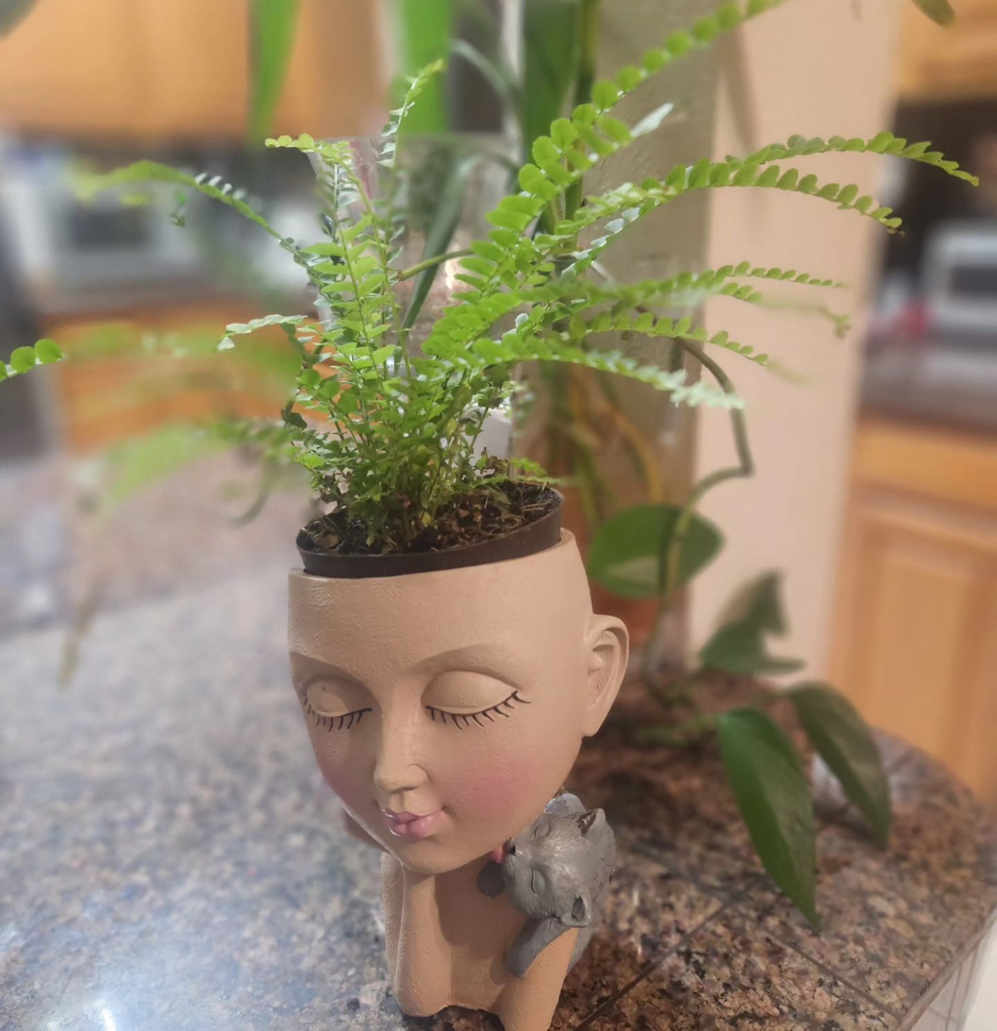 Lemon Button Fern (Nephrolepis cordifolia)